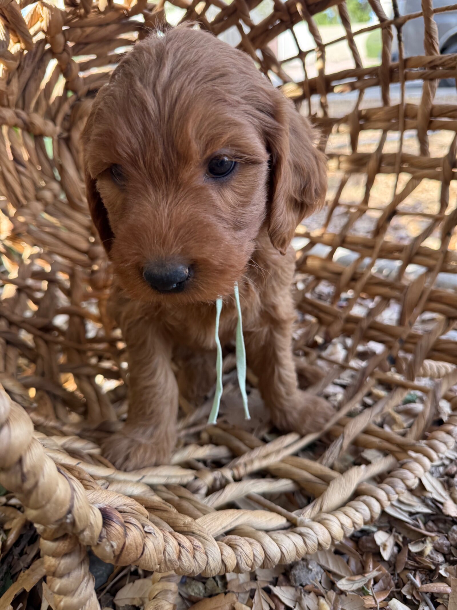 Mini Goldendoodle Puppy image 2