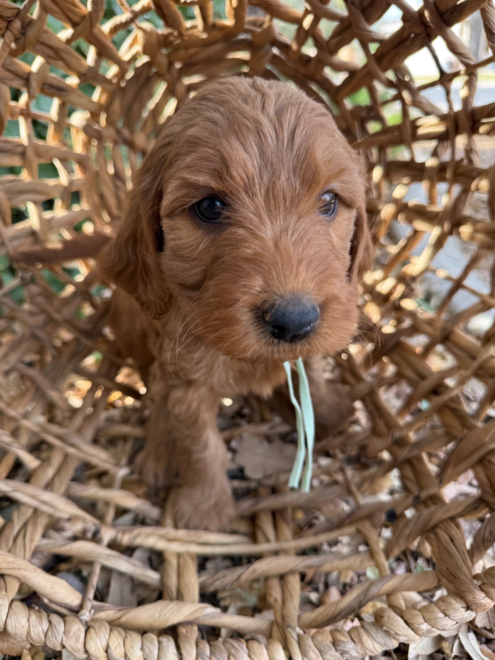 Mini Goldendoodle Puppy image 3