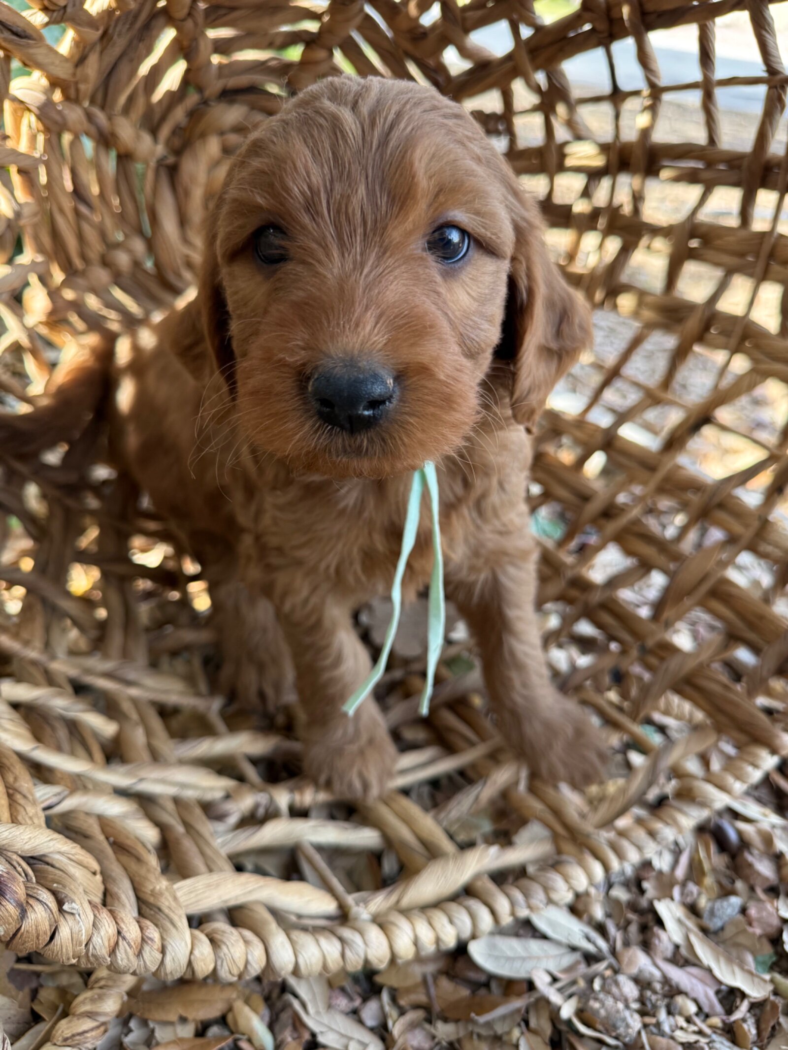 Mini Goldendoodle Puppy image 4
