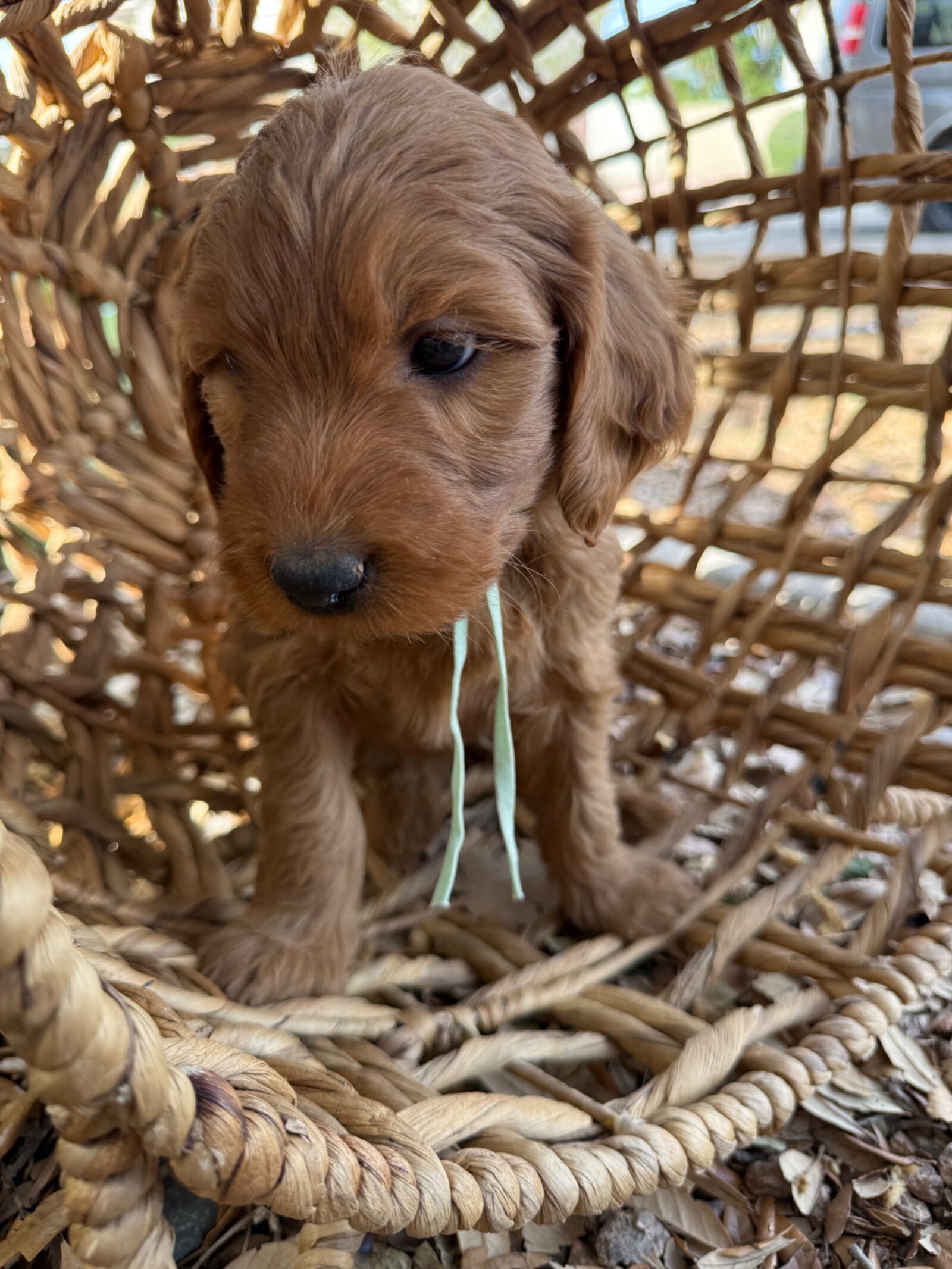 Mini Goldendoodle Puppy image 5