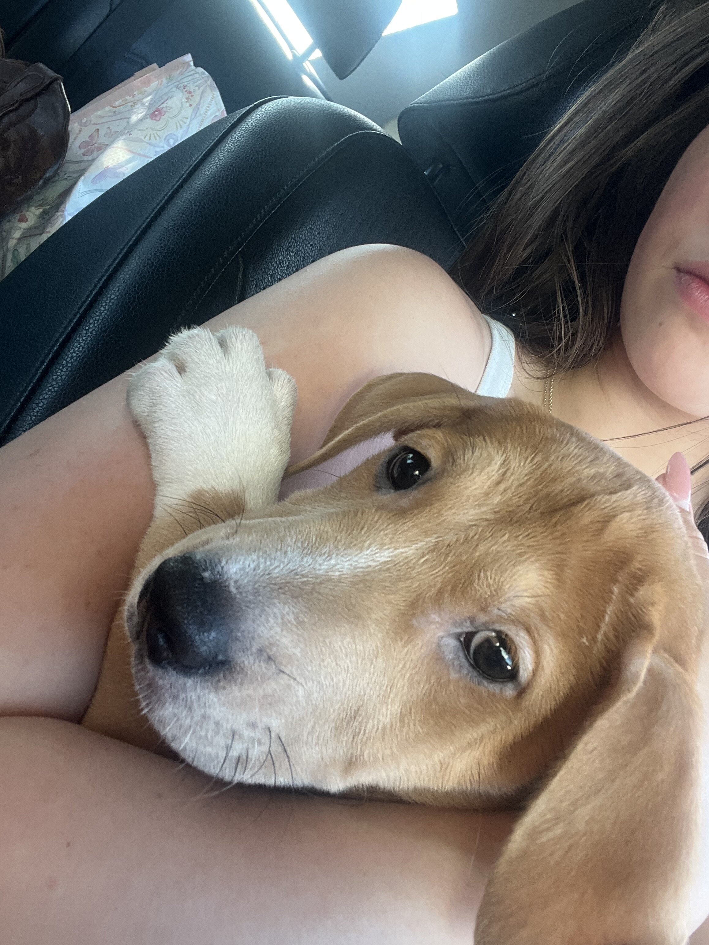 Dog image 3