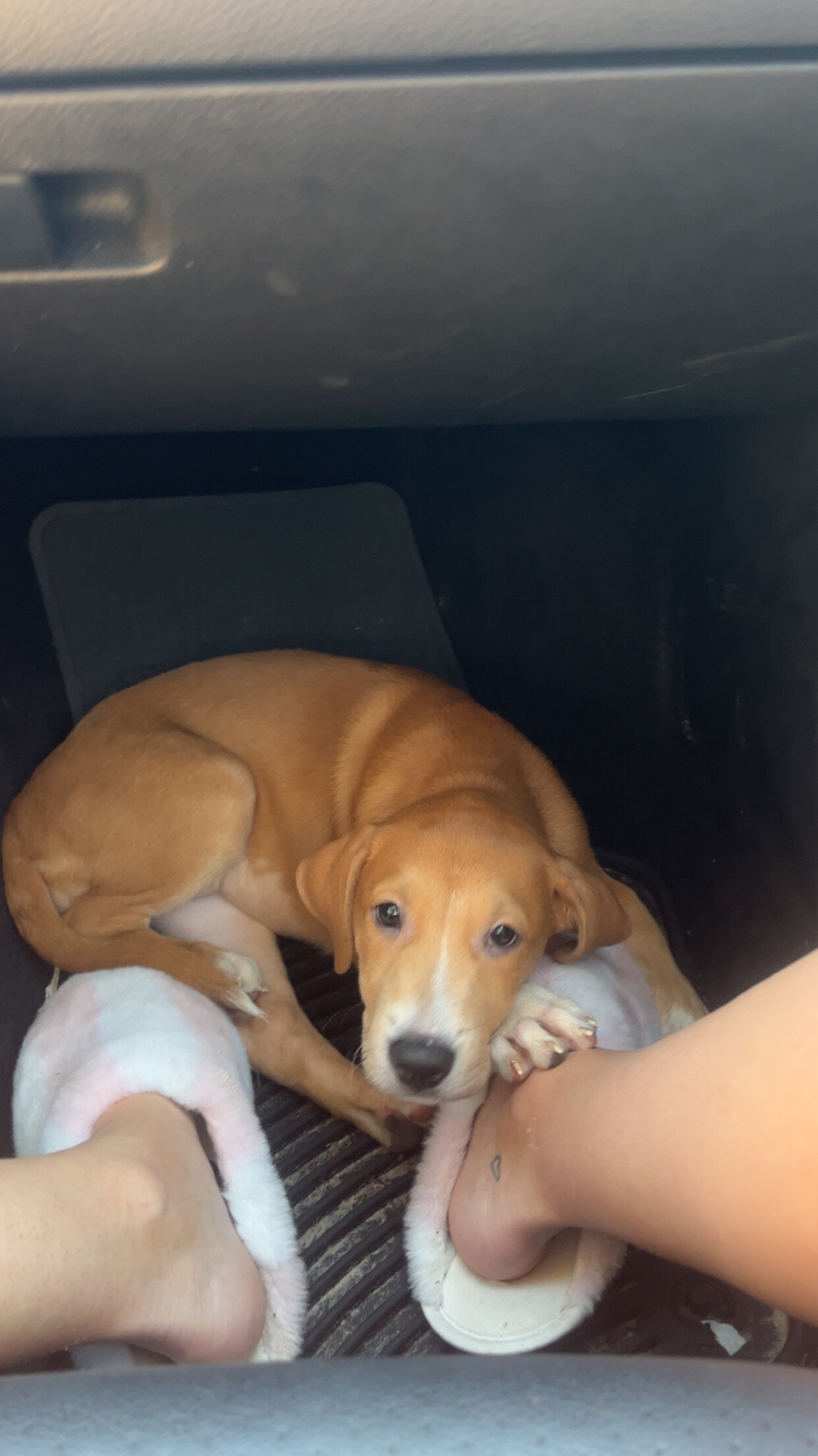 Dog image 1