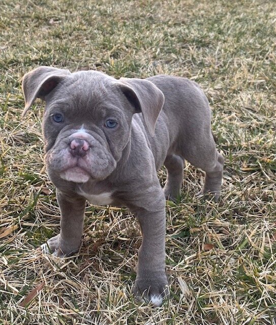American Bull Staffy (Diesel) - For Sale image 1
