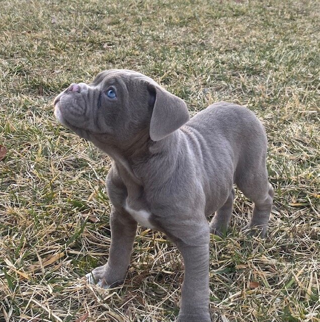 American Bull Staffy (Diesel) - For Sale image 2