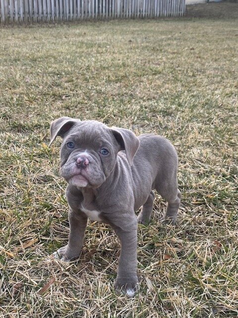 American Bull Staffy (Diesel) - For Sale image 3