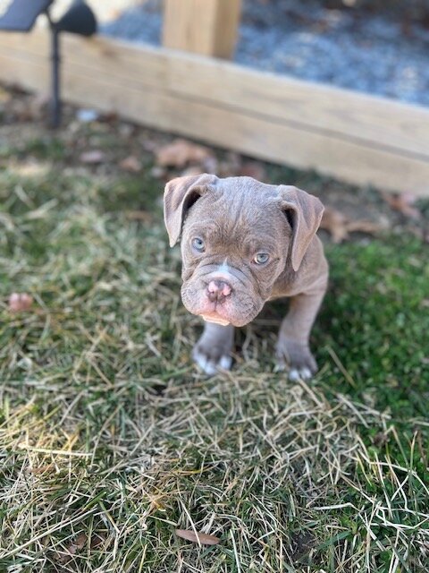 American Bull Staffy (Diesel) - For Sale image 4