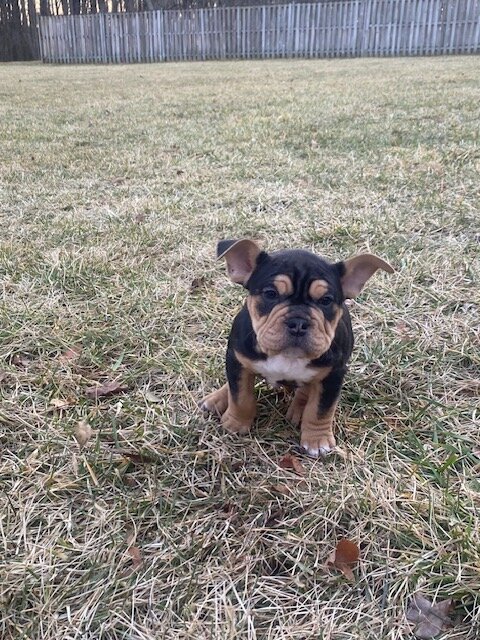 American Bull Staffy (Chip) - For Sale image 1