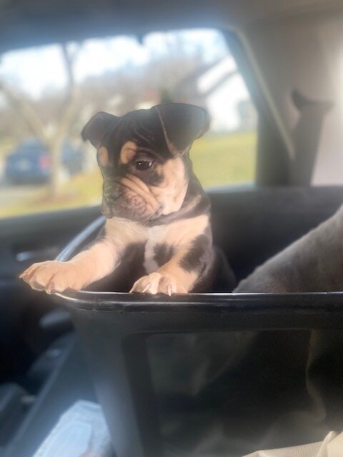 American Bull Staffy (Chip) - For Sale image 9