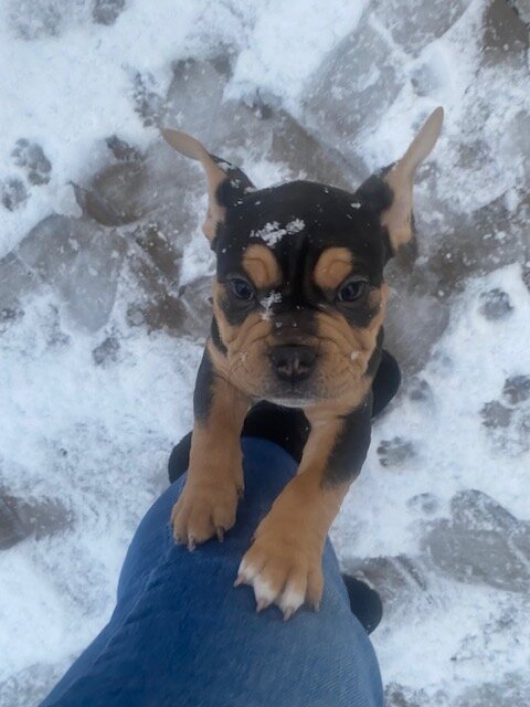 American Bull Staffy (Chip) - For Sale image 2