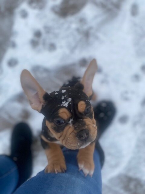 American Bull Staffy (Chip) - For Sale image 3