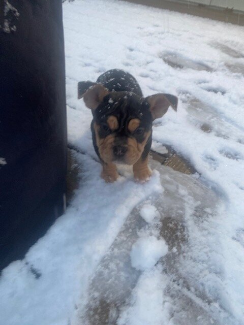 American Bull Staffy (Chip) - For Sale image 4