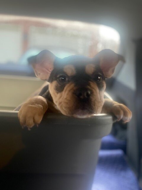 American Bull Staffy (Chip) - For Sale image 5