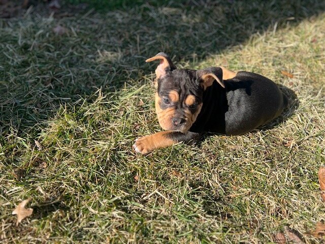 American Bull Staffy (Chip) - For Sale image 6