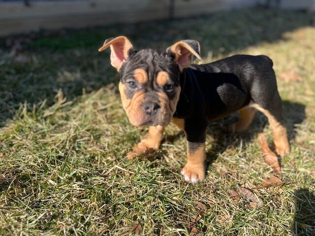 American Bull Staffy (Chip) - For Sale image 7