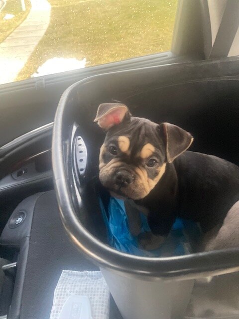 American Bull Staffy (Chip) - For Sale image 8