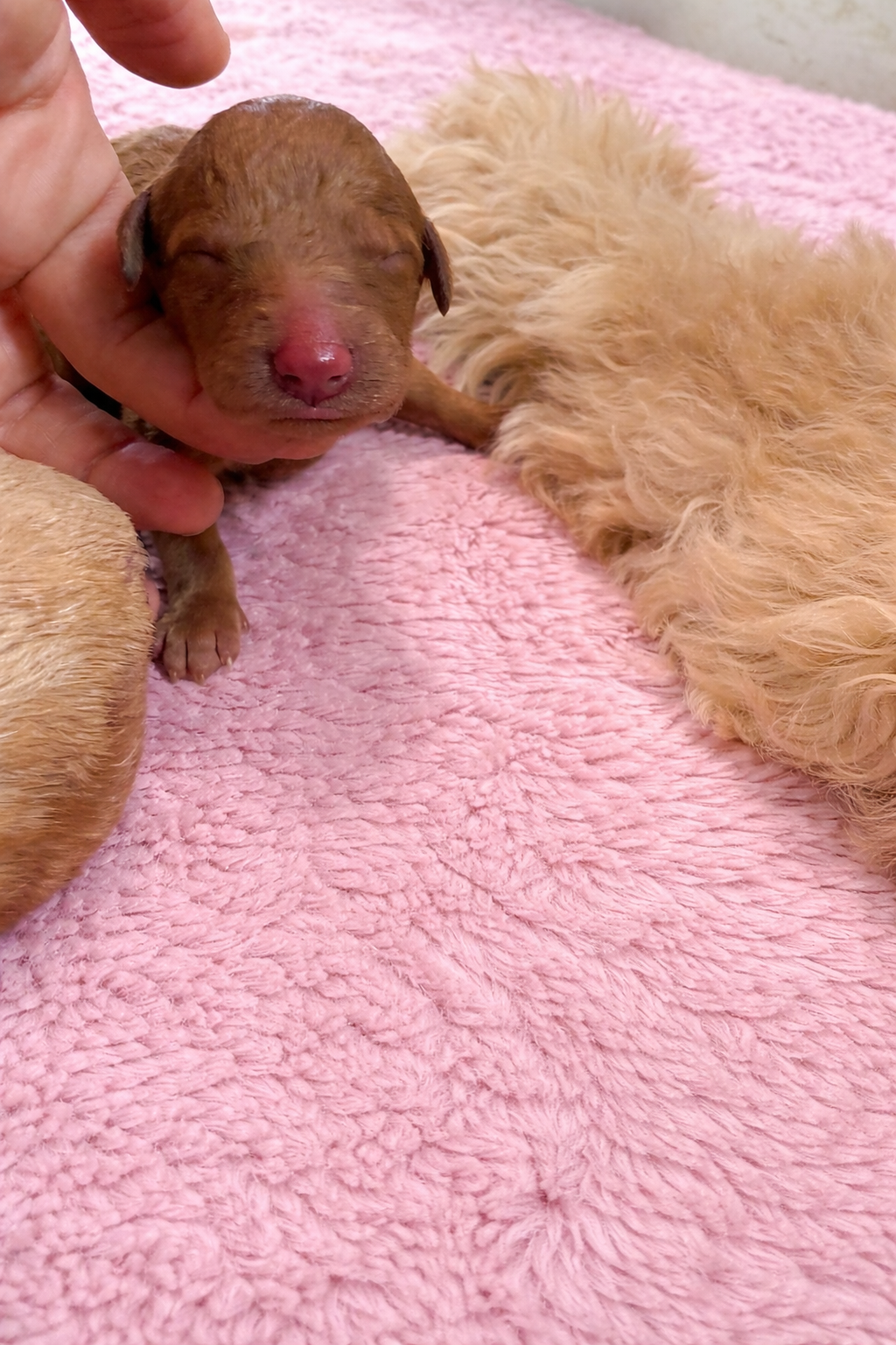 Goldendoodles image 7