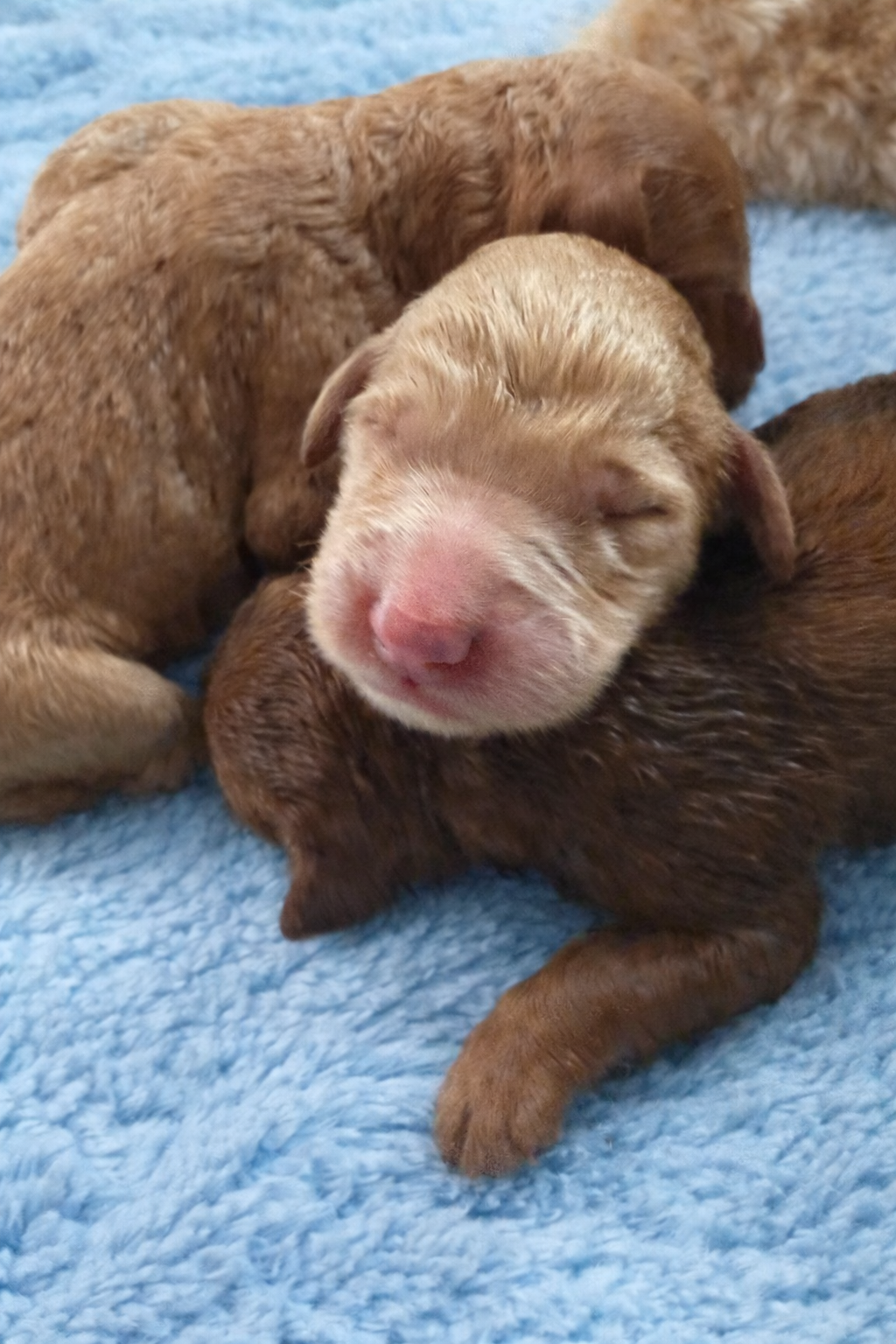 Goldendoodles image 6