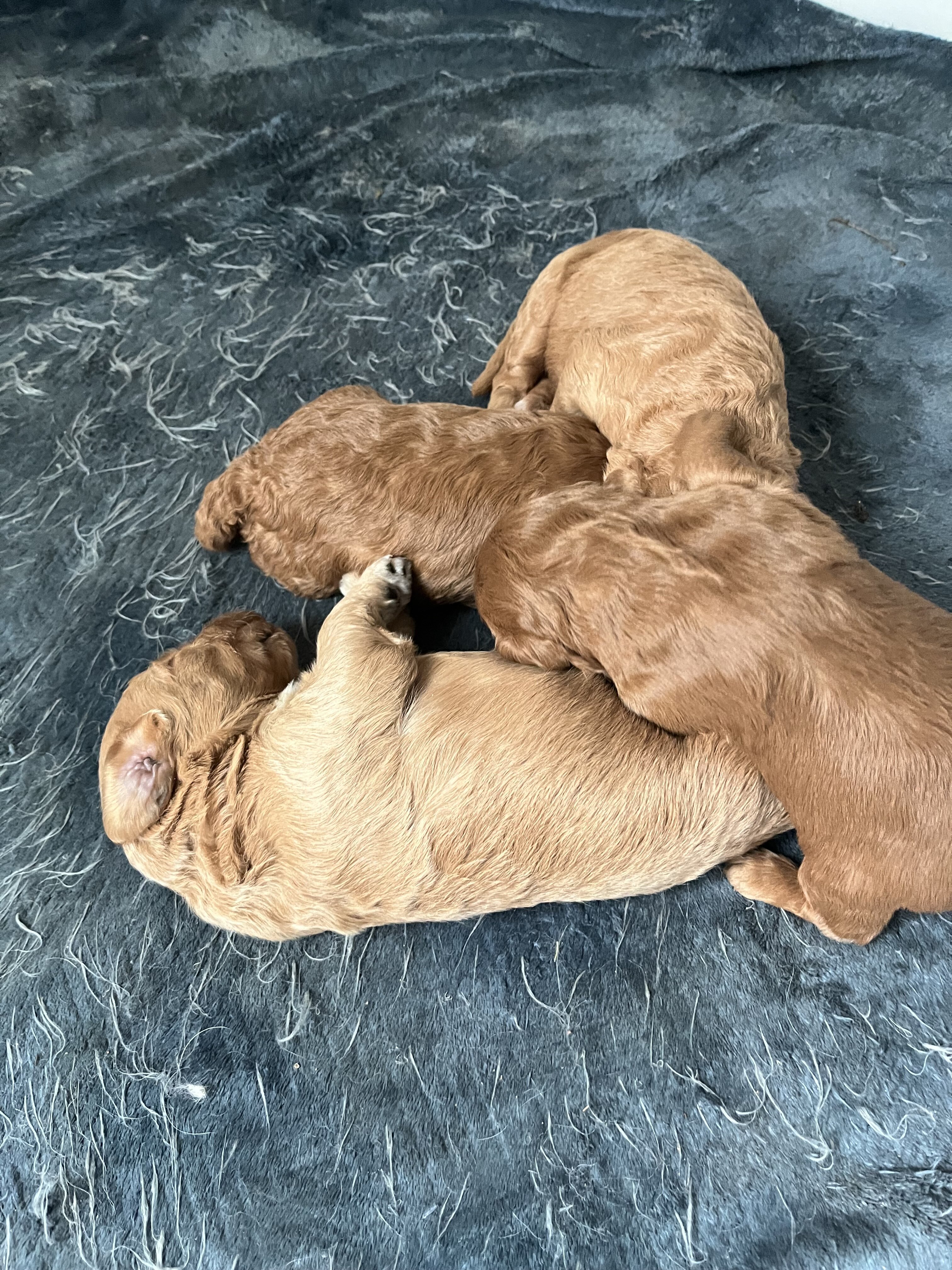 Goldendoodles image 3