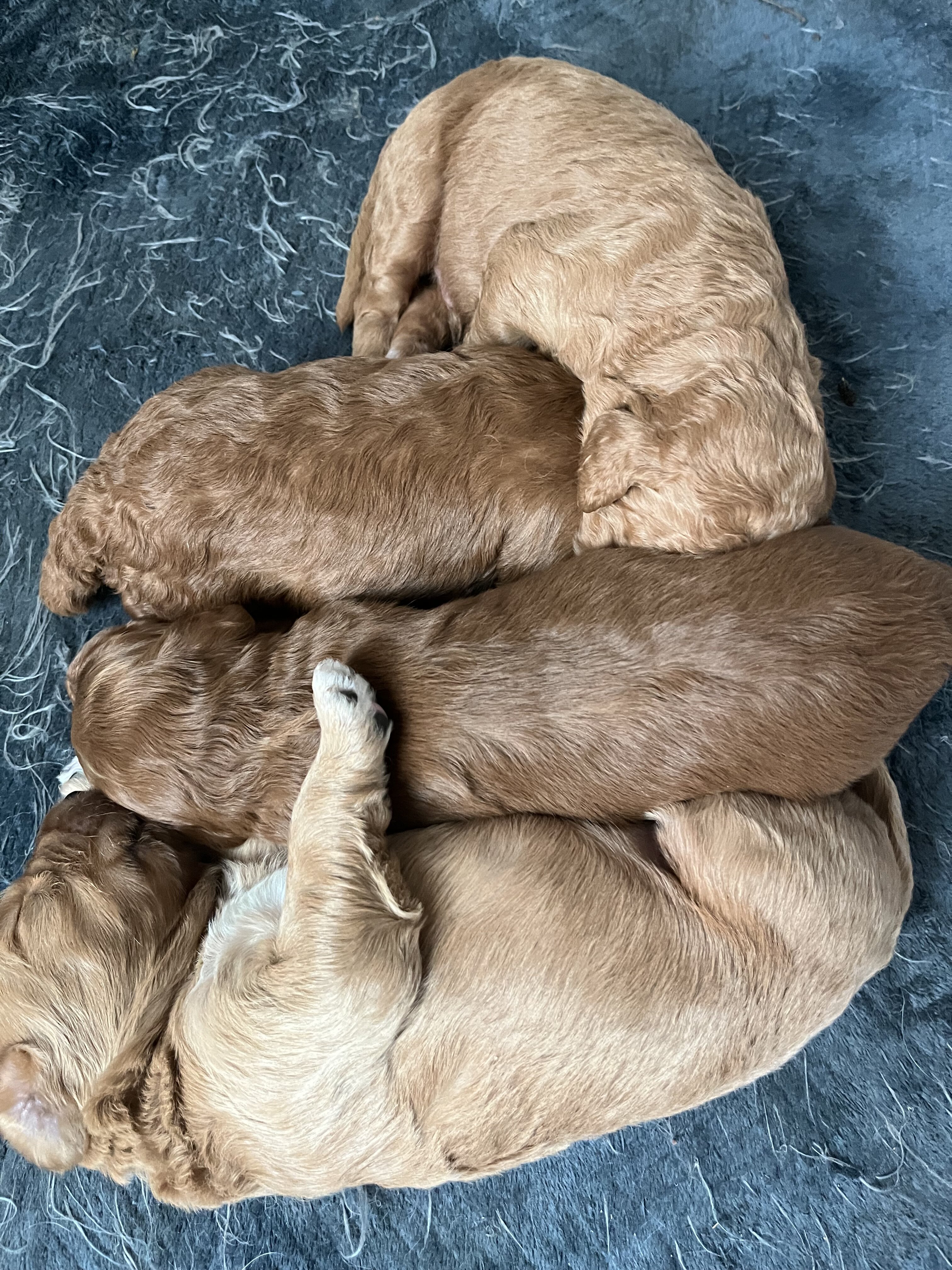 Goldendoodles image 1