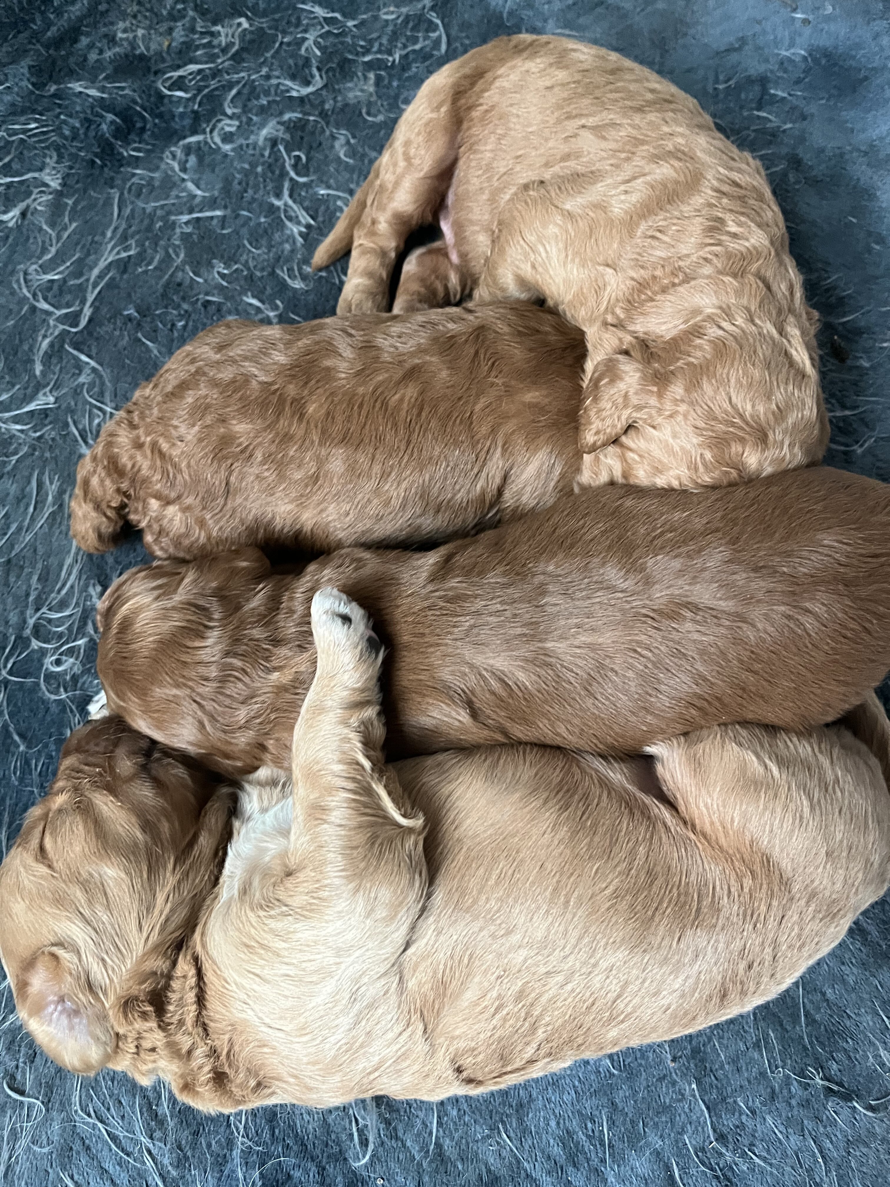 Goldendoodles image 2