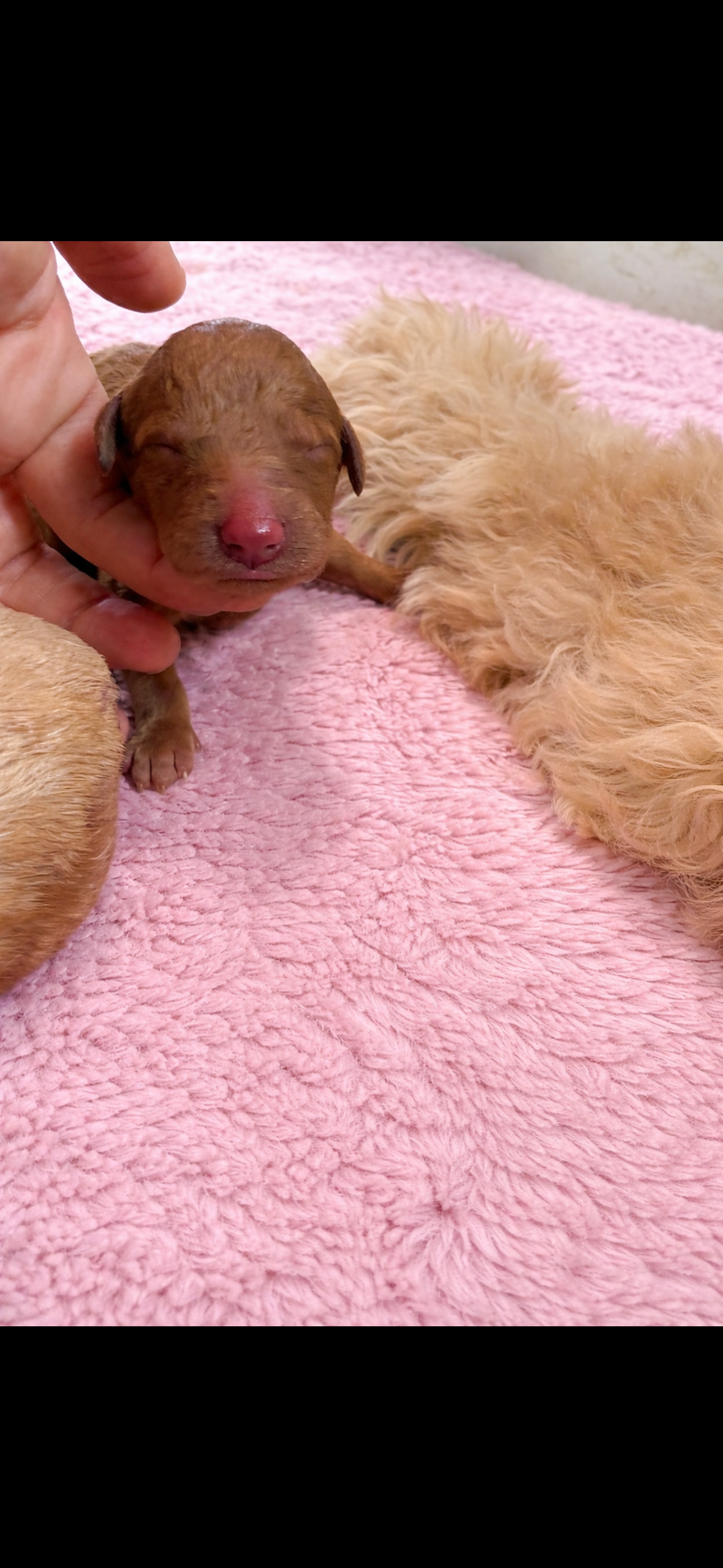 Golden doodle puppies image 1