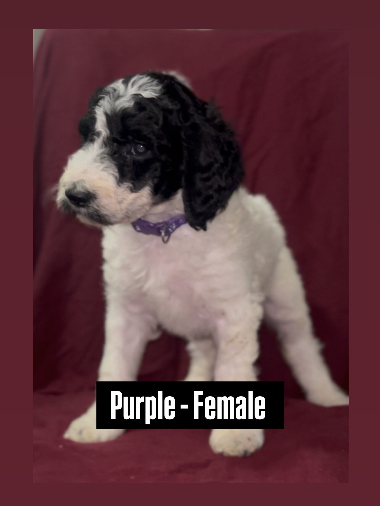 Standard poodle puppies  available 4/18 image 7