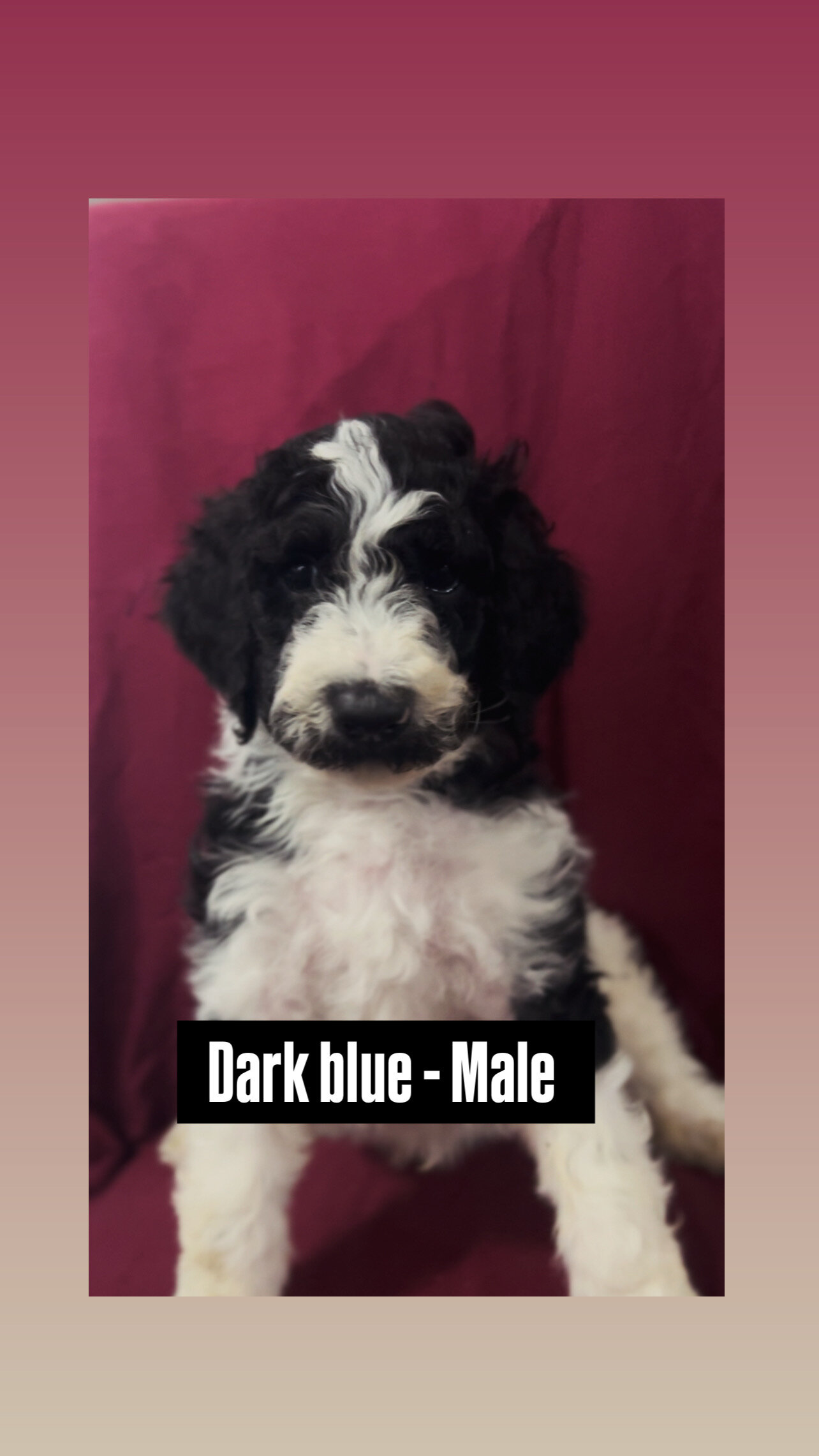 Standard poodle puppies  available 4/18 image 2