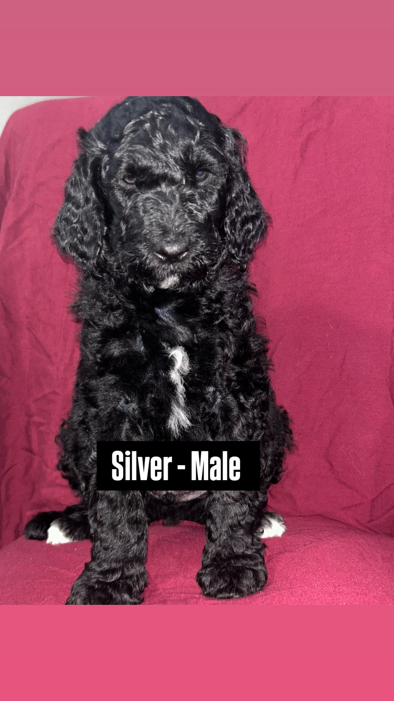Standard poodle puppies  available 4/18 image 4