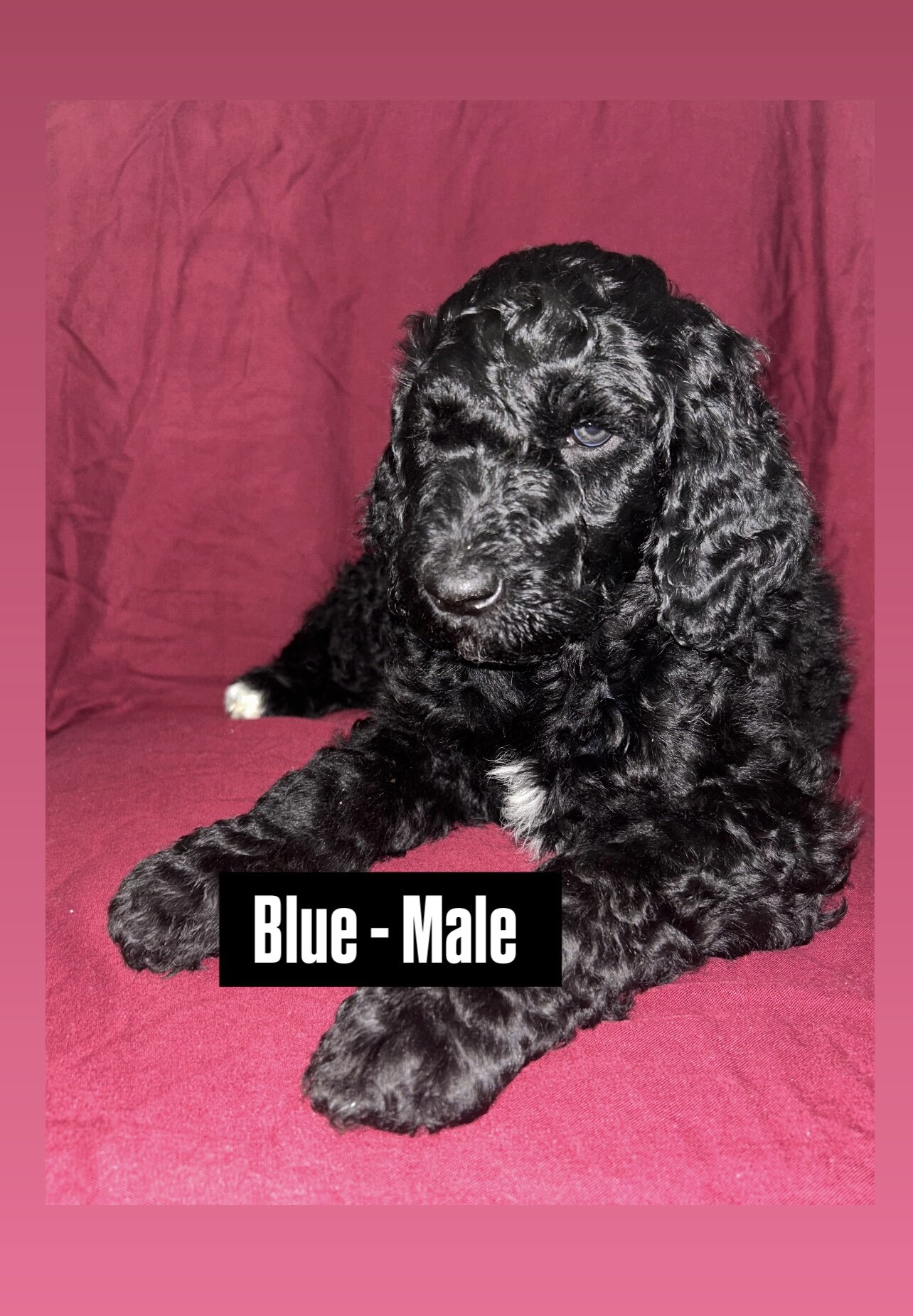 Standard poodle puppies  available 4/18 image 1