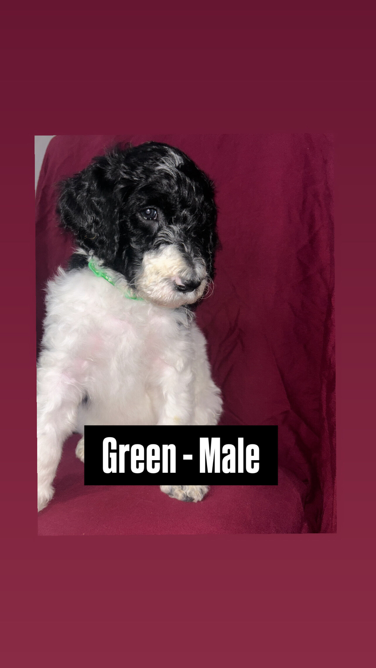 Standard poodle puppies  available 4/18 image 3