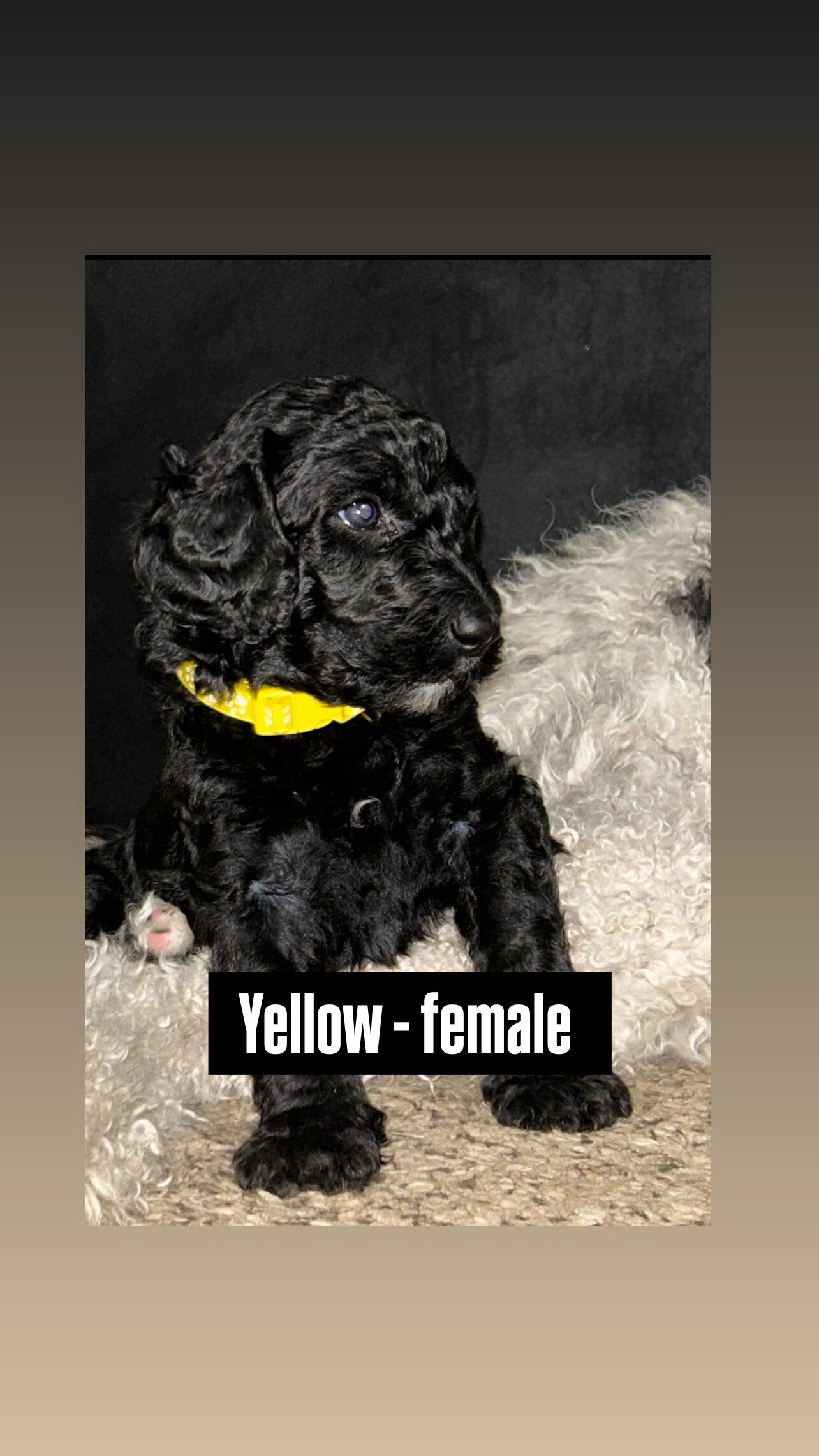Standard poodle puppies  available 4/18 image 5