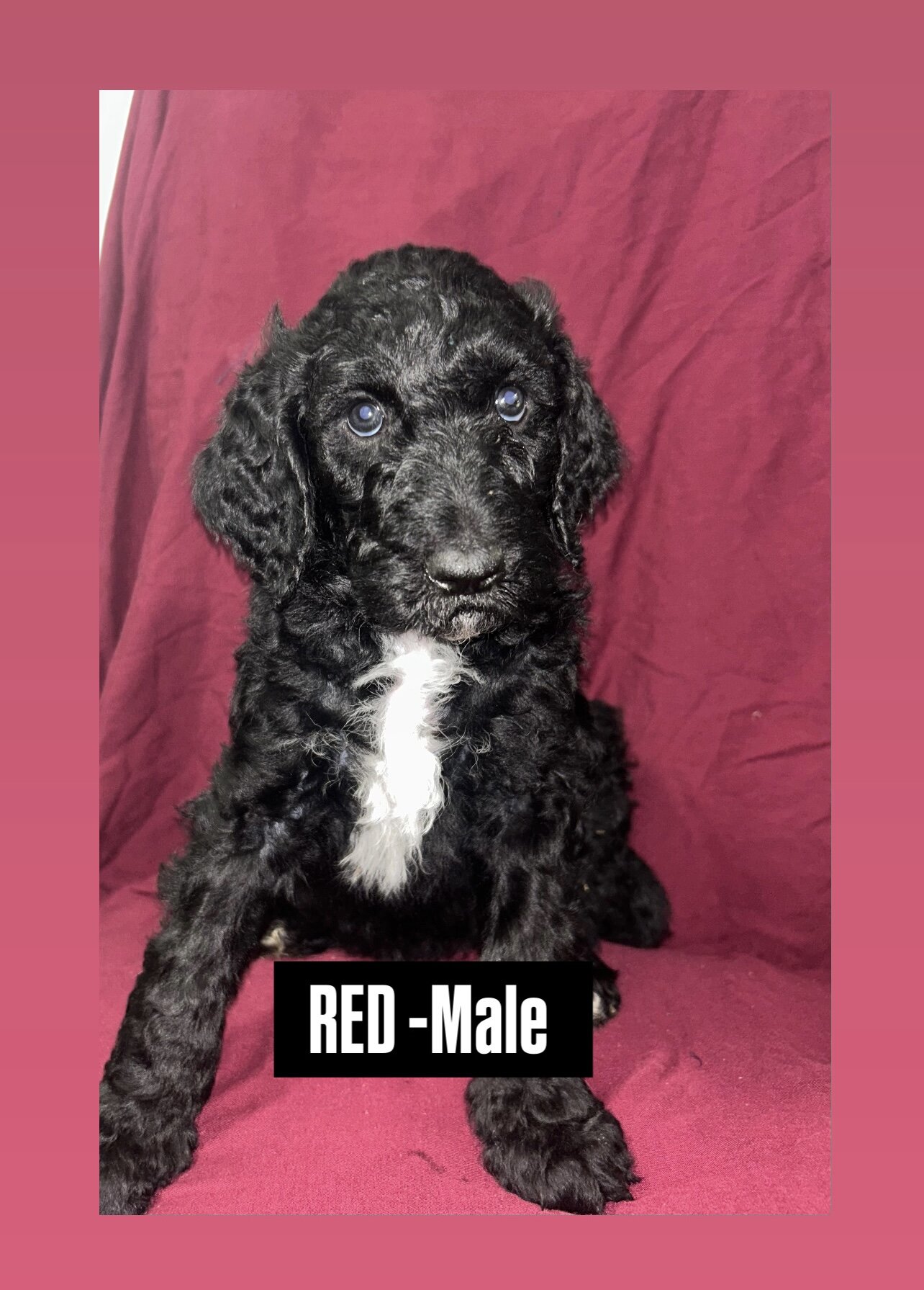 Standard poodle puppies  available 4/18 image 6