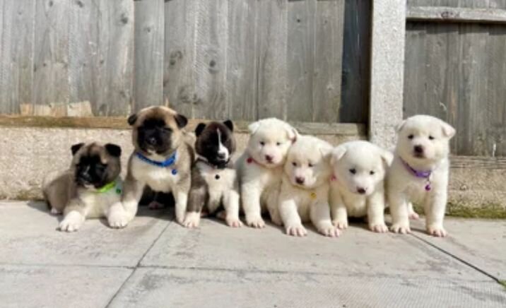 Akita puppys for sale image 3