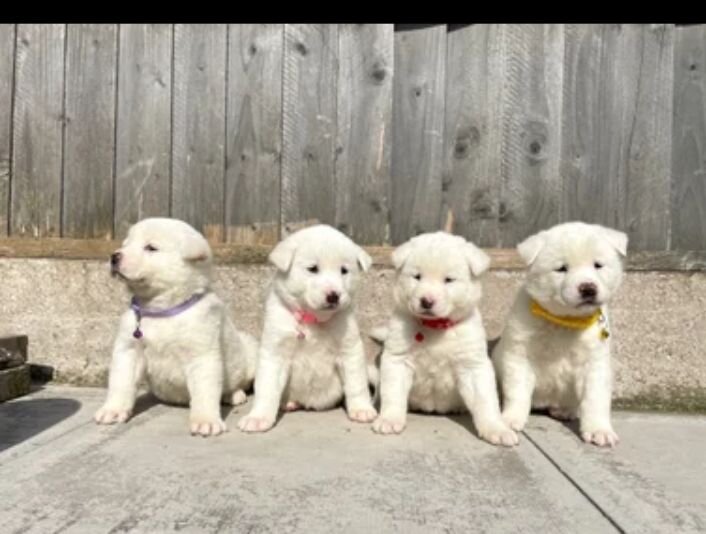 Akita puppys for sale image 1