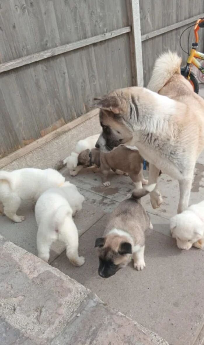 Akita puppys for sale image 2
