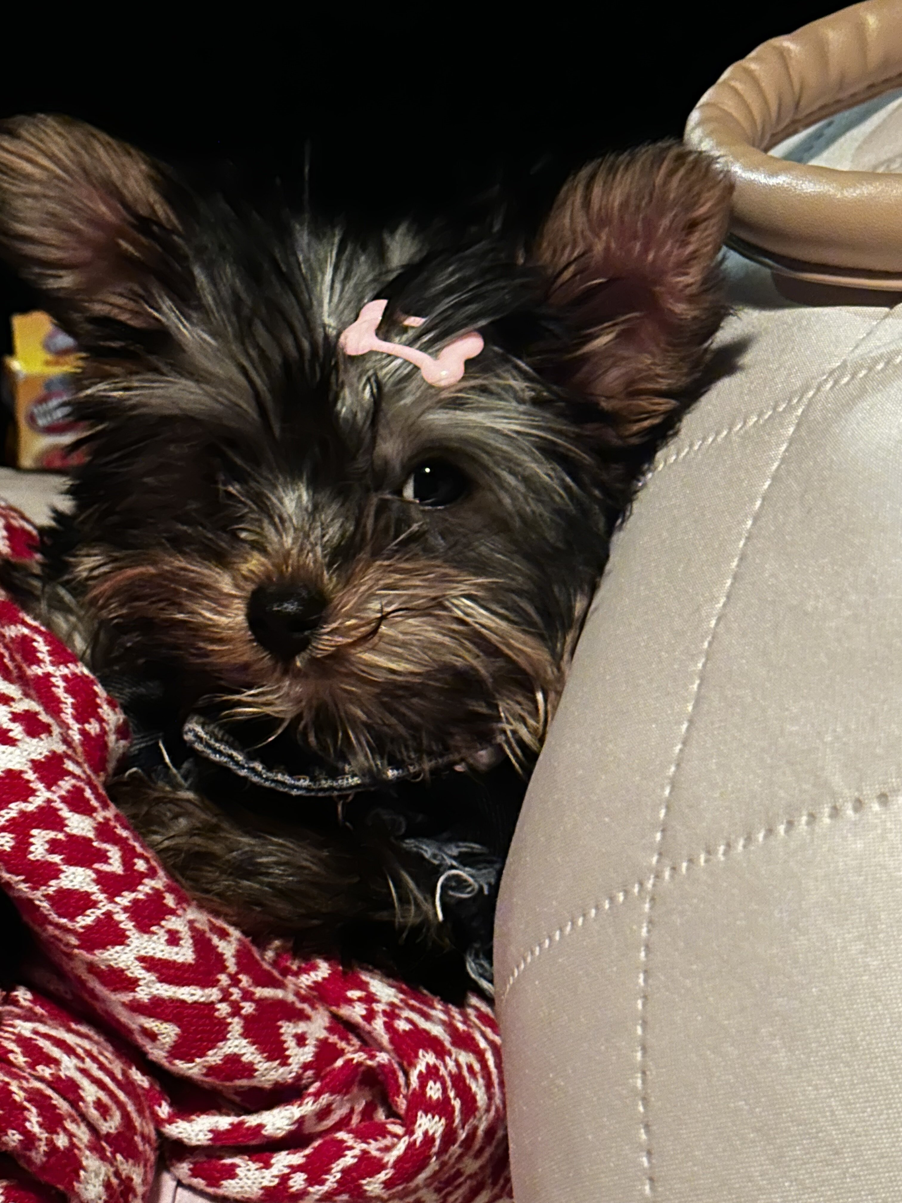 Yorkies image 8