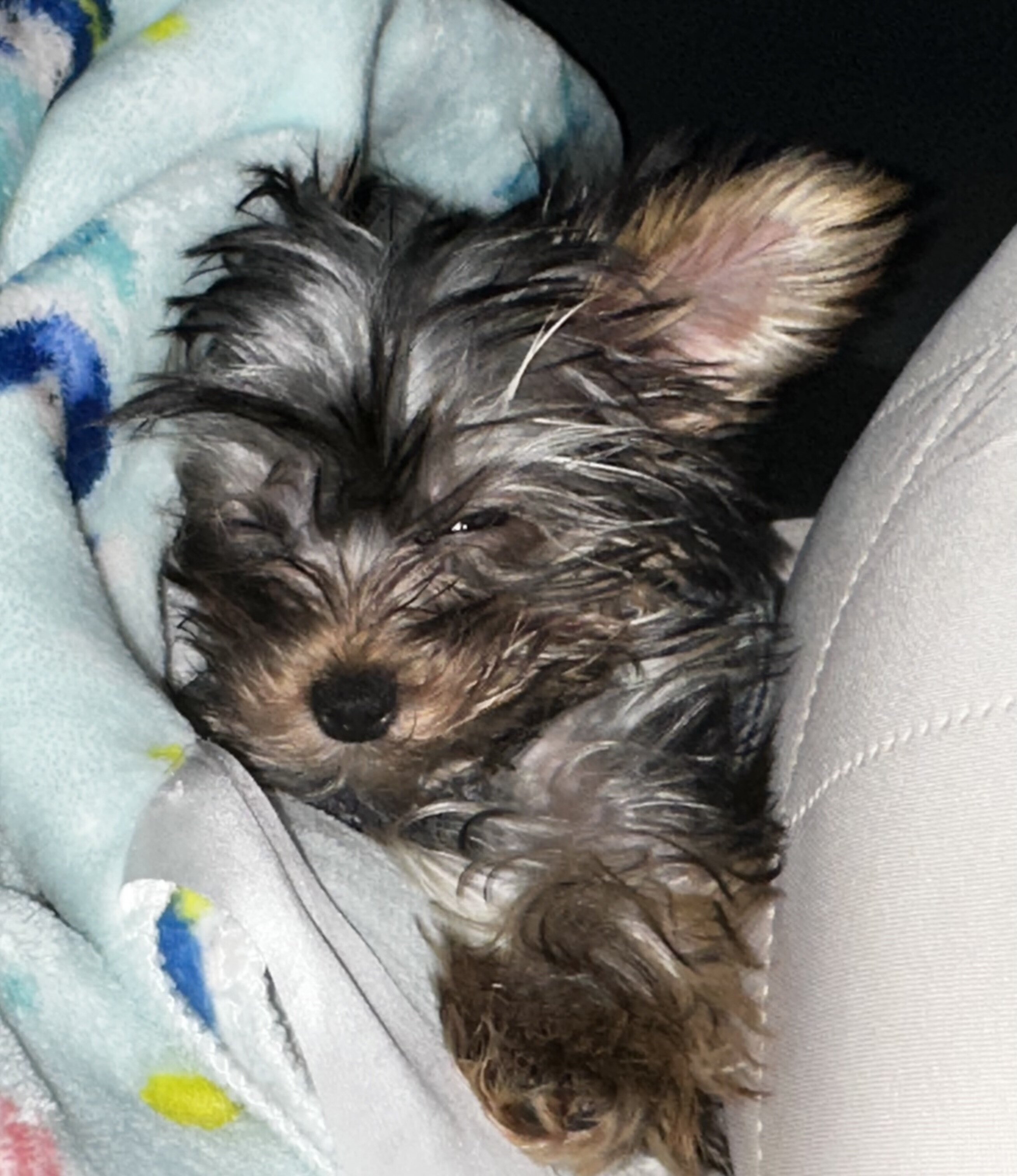Yorkies image 7