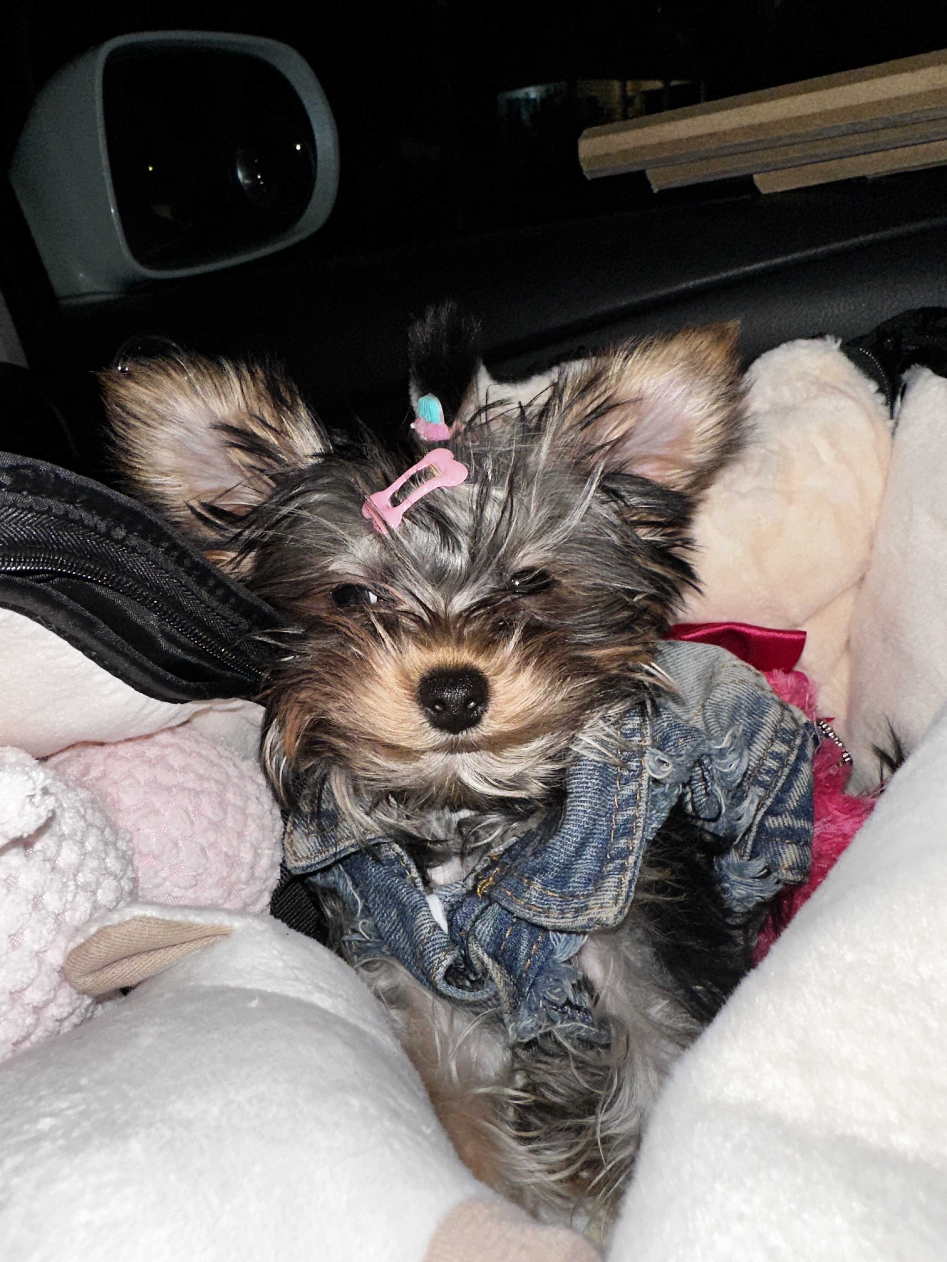 Yorkies image 6