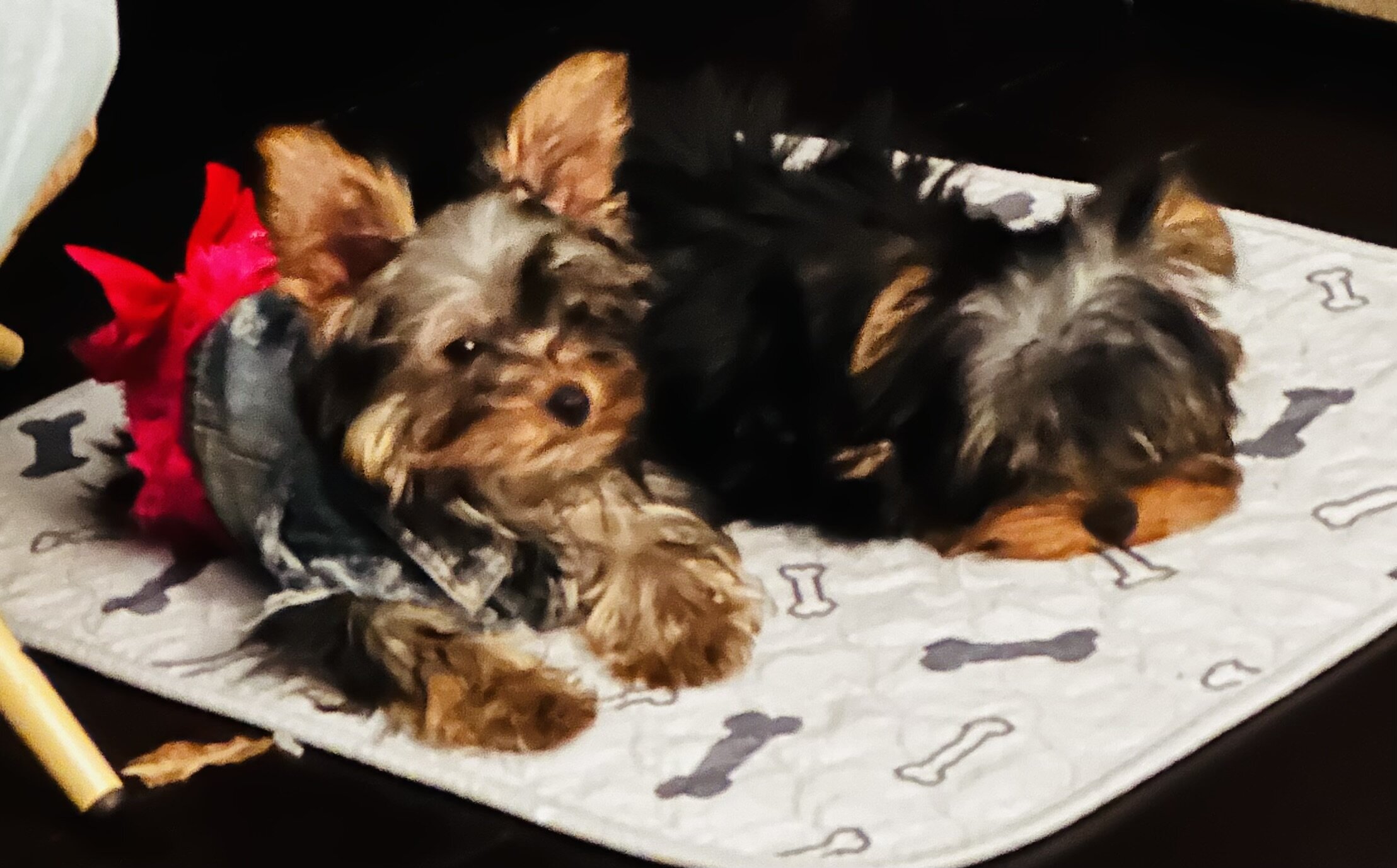 Yorkies image 5