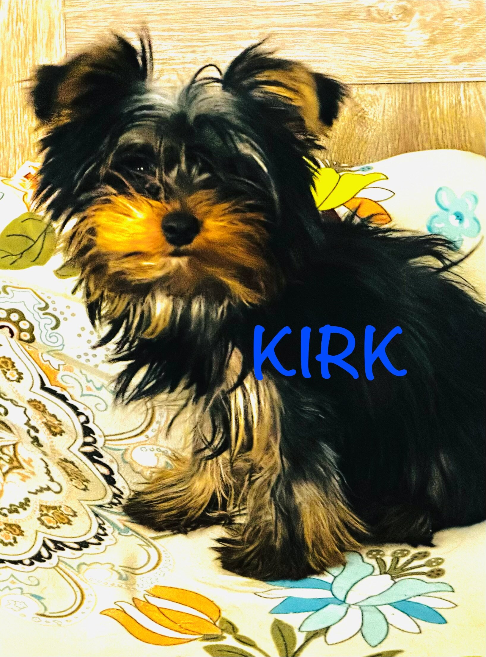 Yorkies image 3
