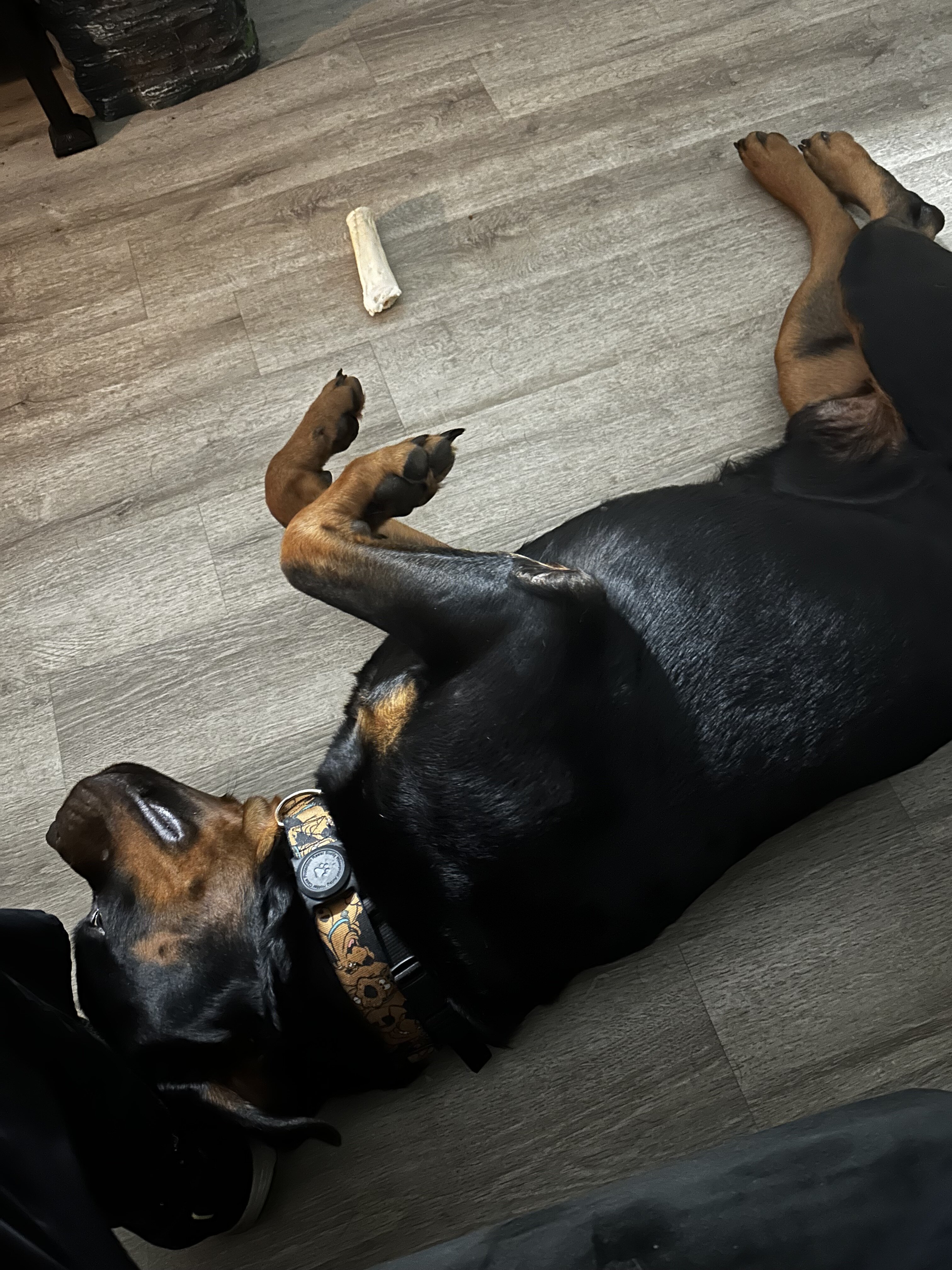 Studding out a purebred Rottweiler image 7