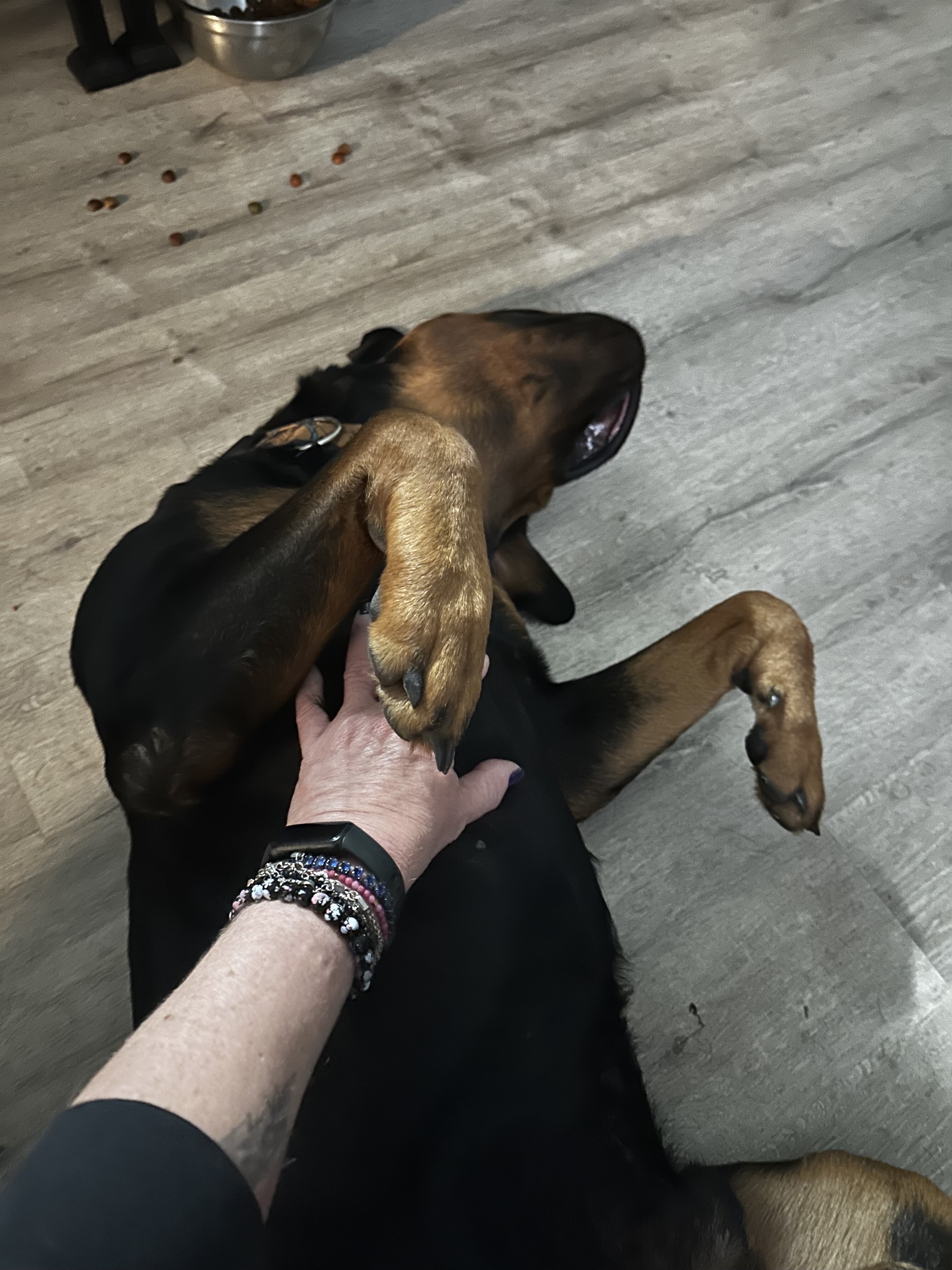 Studding out a purebred Rottweiler image 8