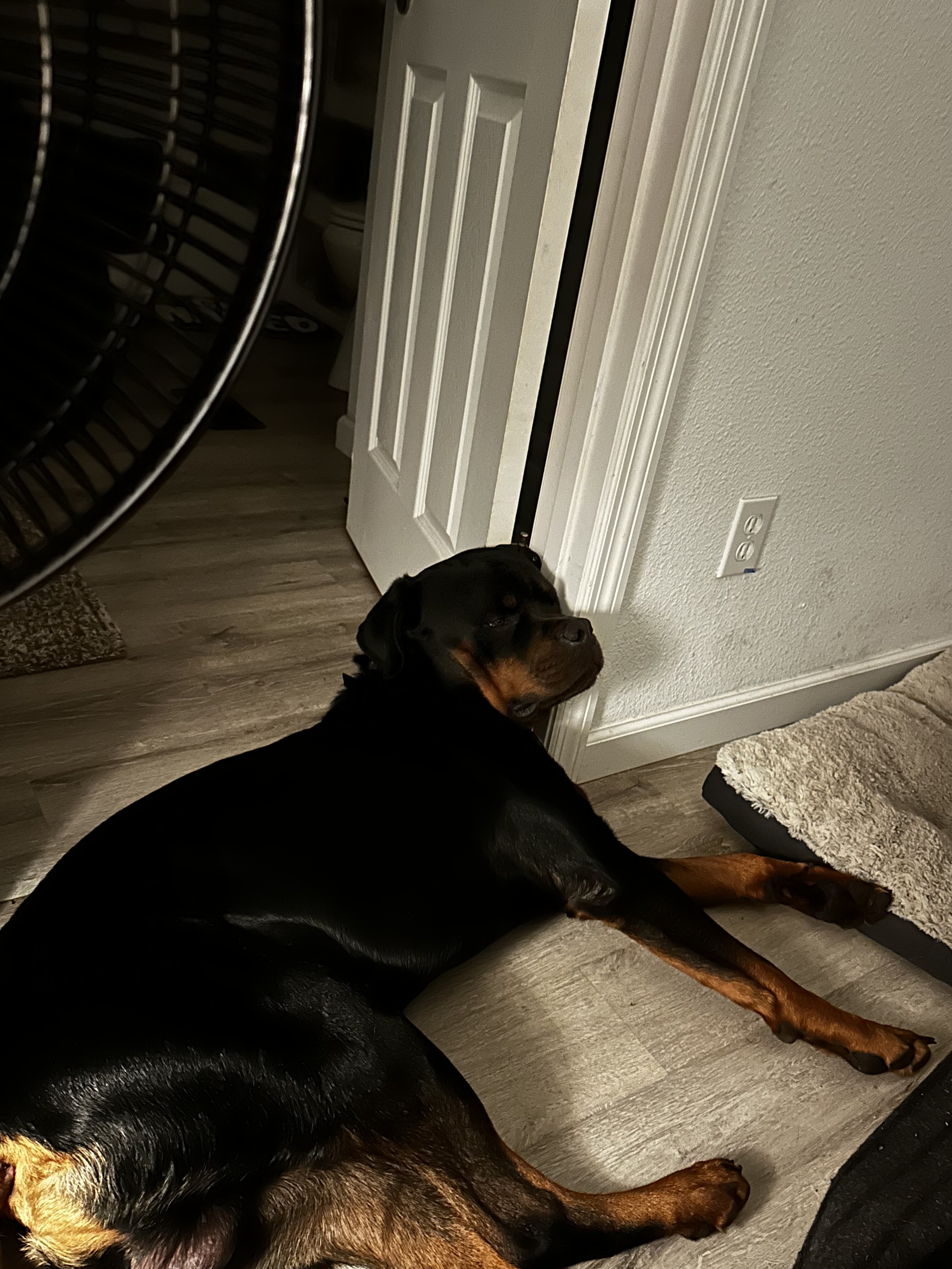 Studding out a purebred Rottweiler image 3