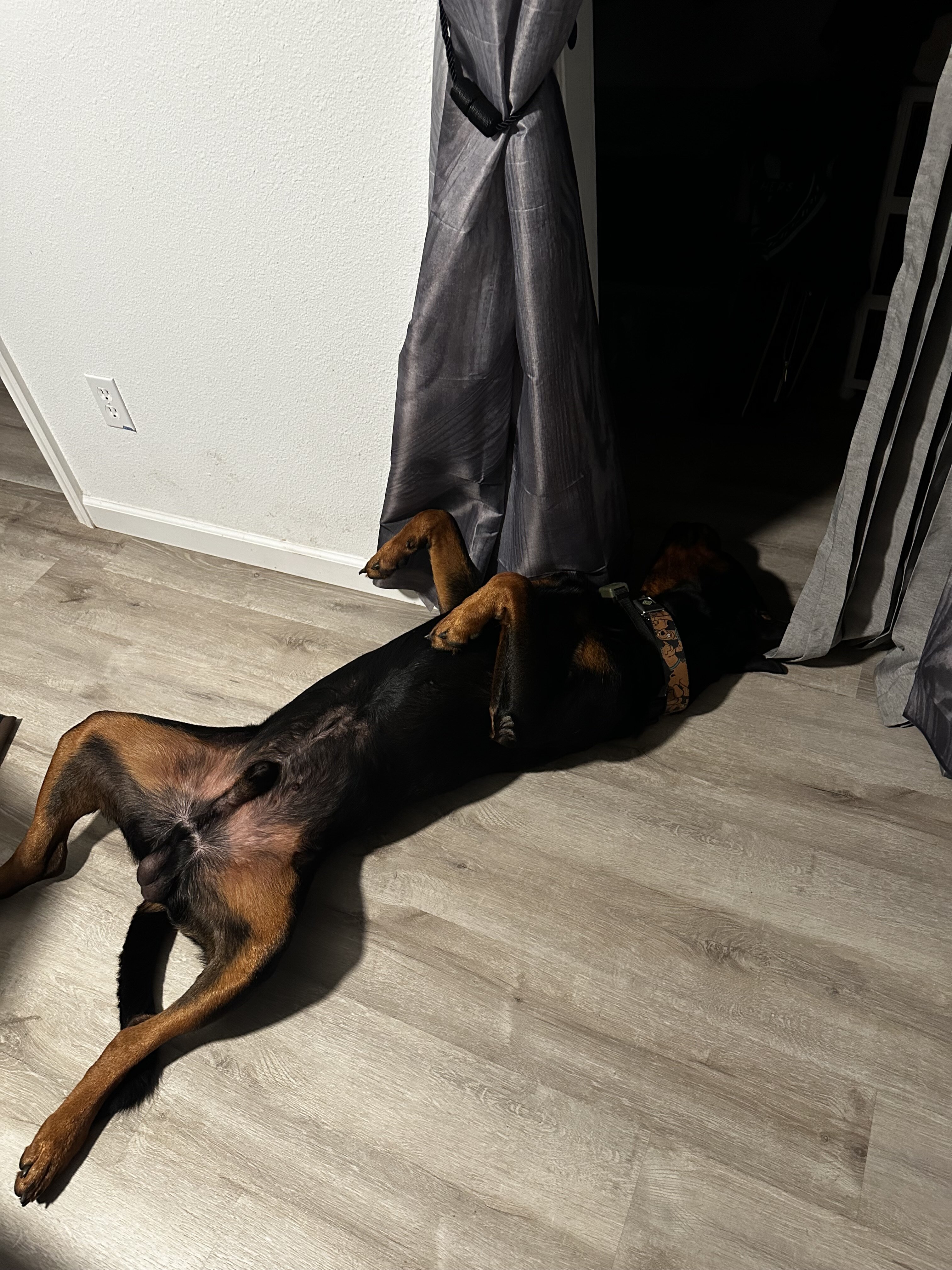 Studding out a purebred Rottweiler image 10