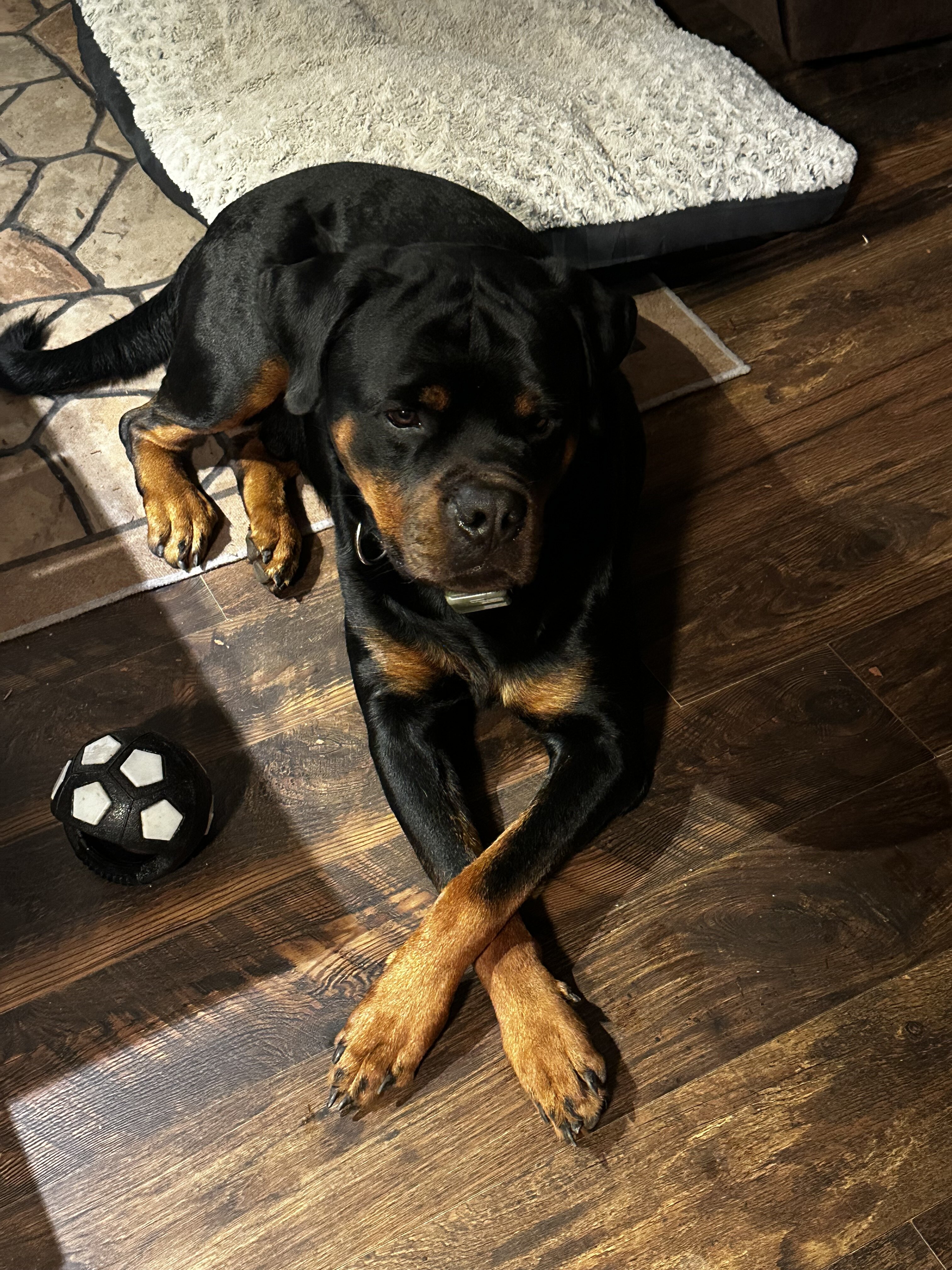 Studding out a purebred Rottweiler image 1