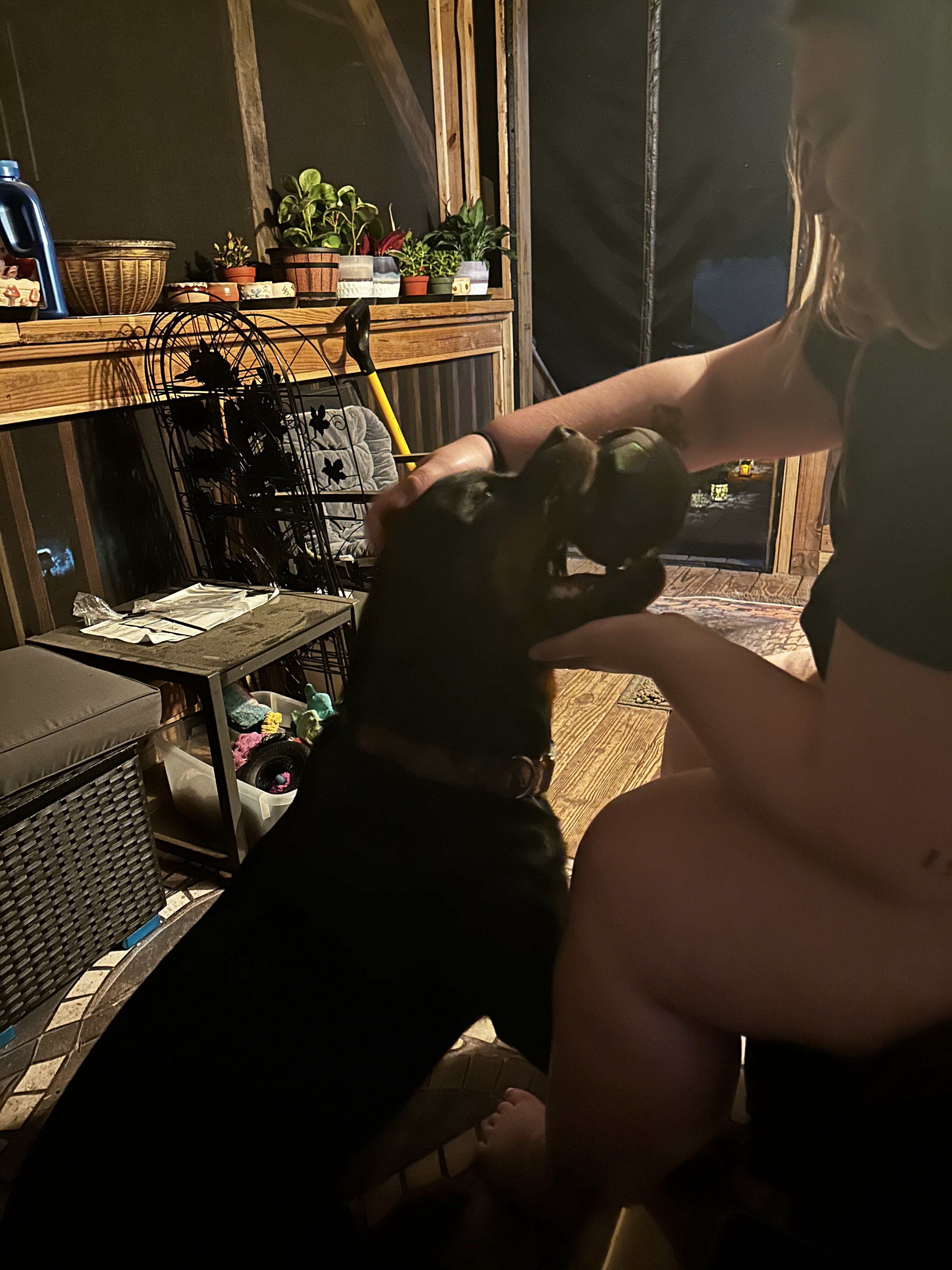 Studding out a purebred Rottweiler image 2