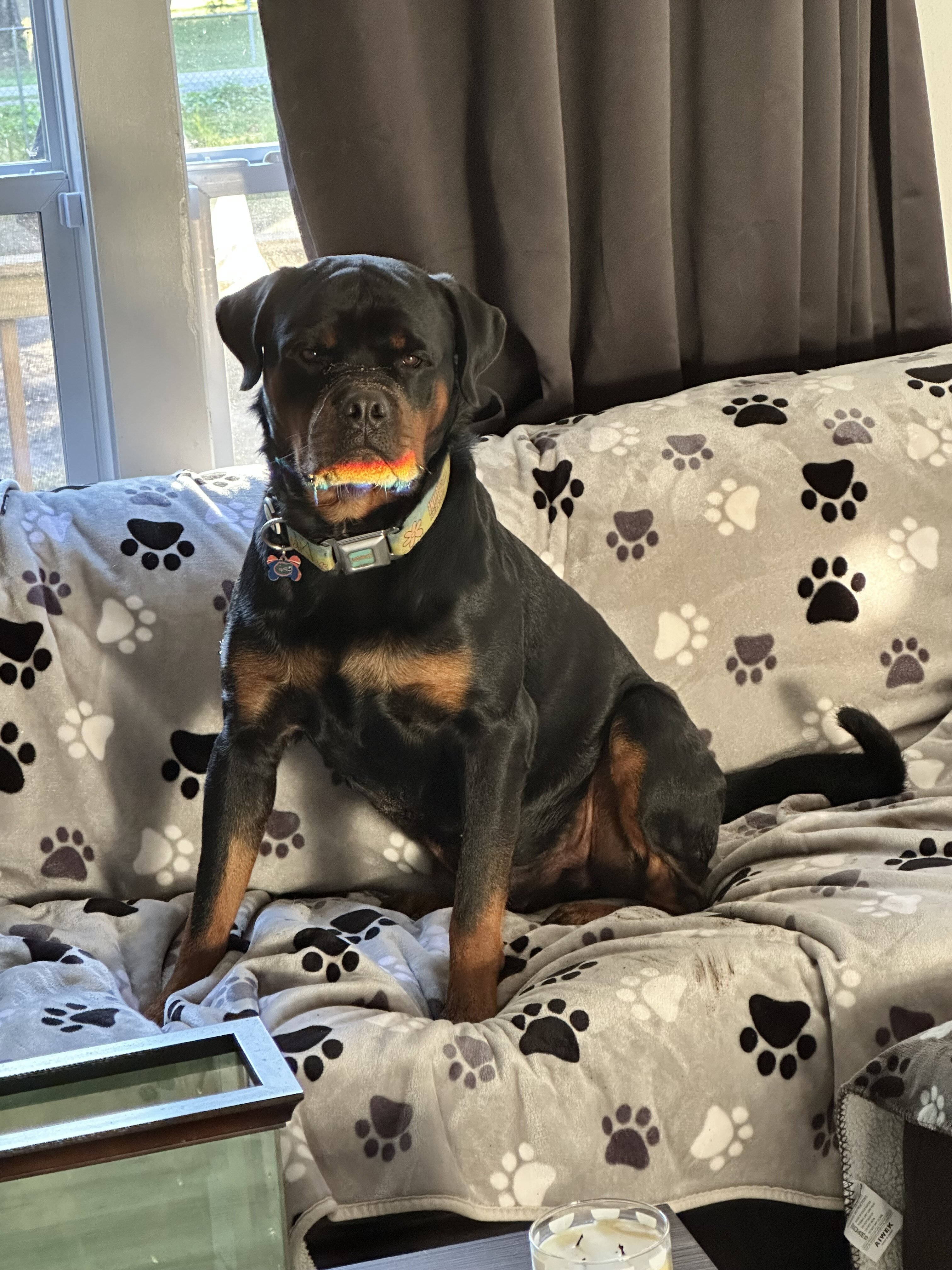 Studding out a purebred Rottweiler image 4