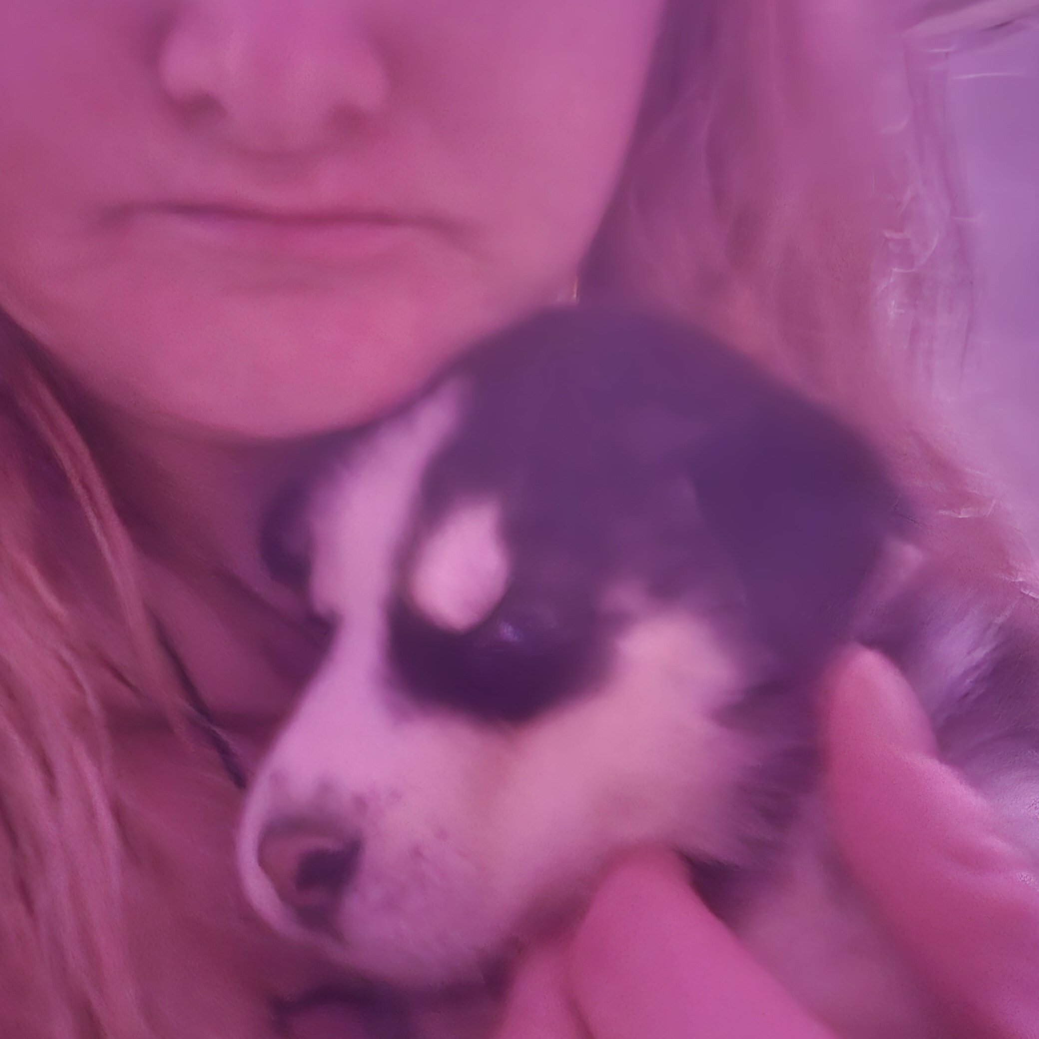 Husky puppies image 4
