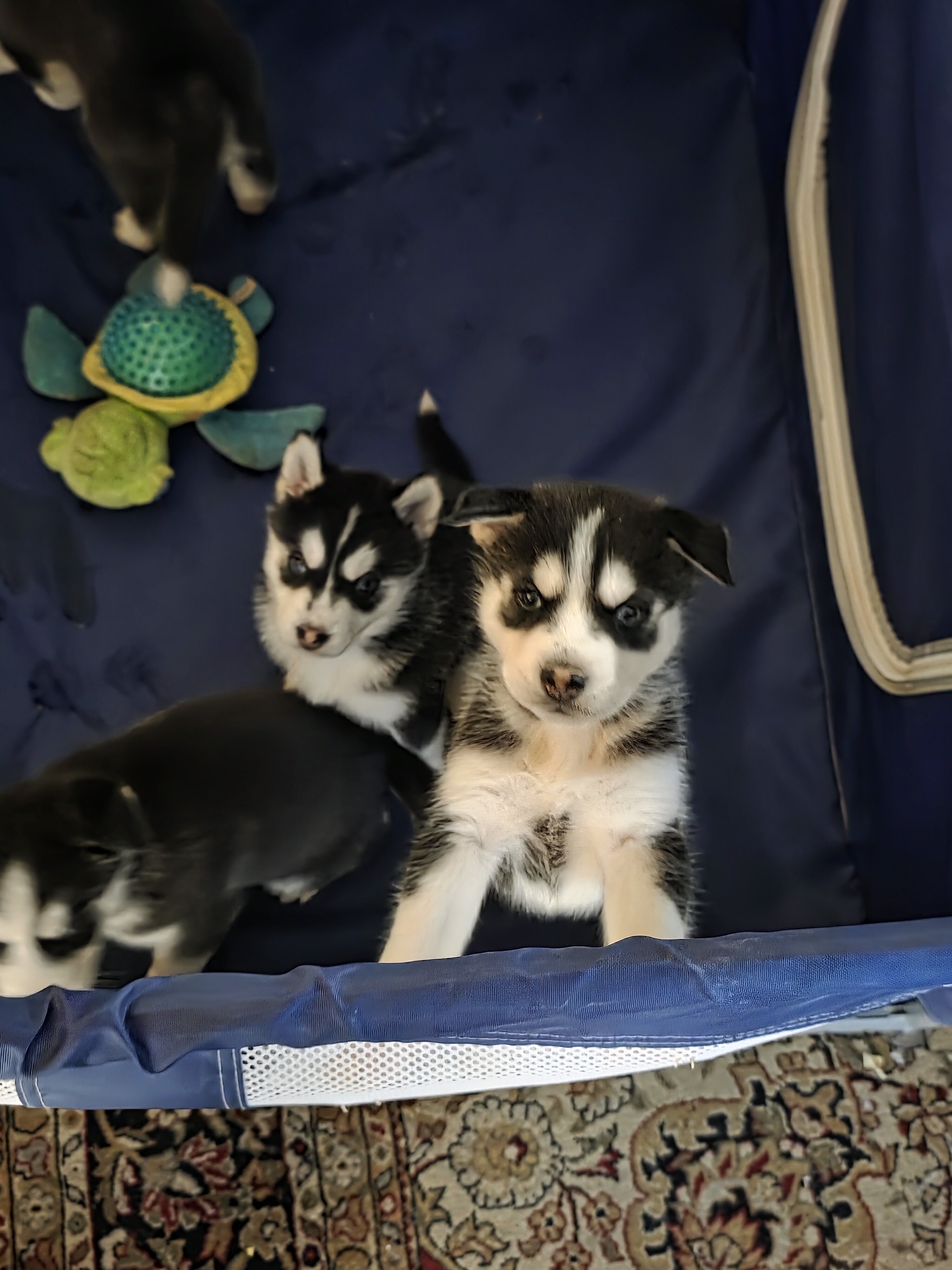 Husky puppies image 1