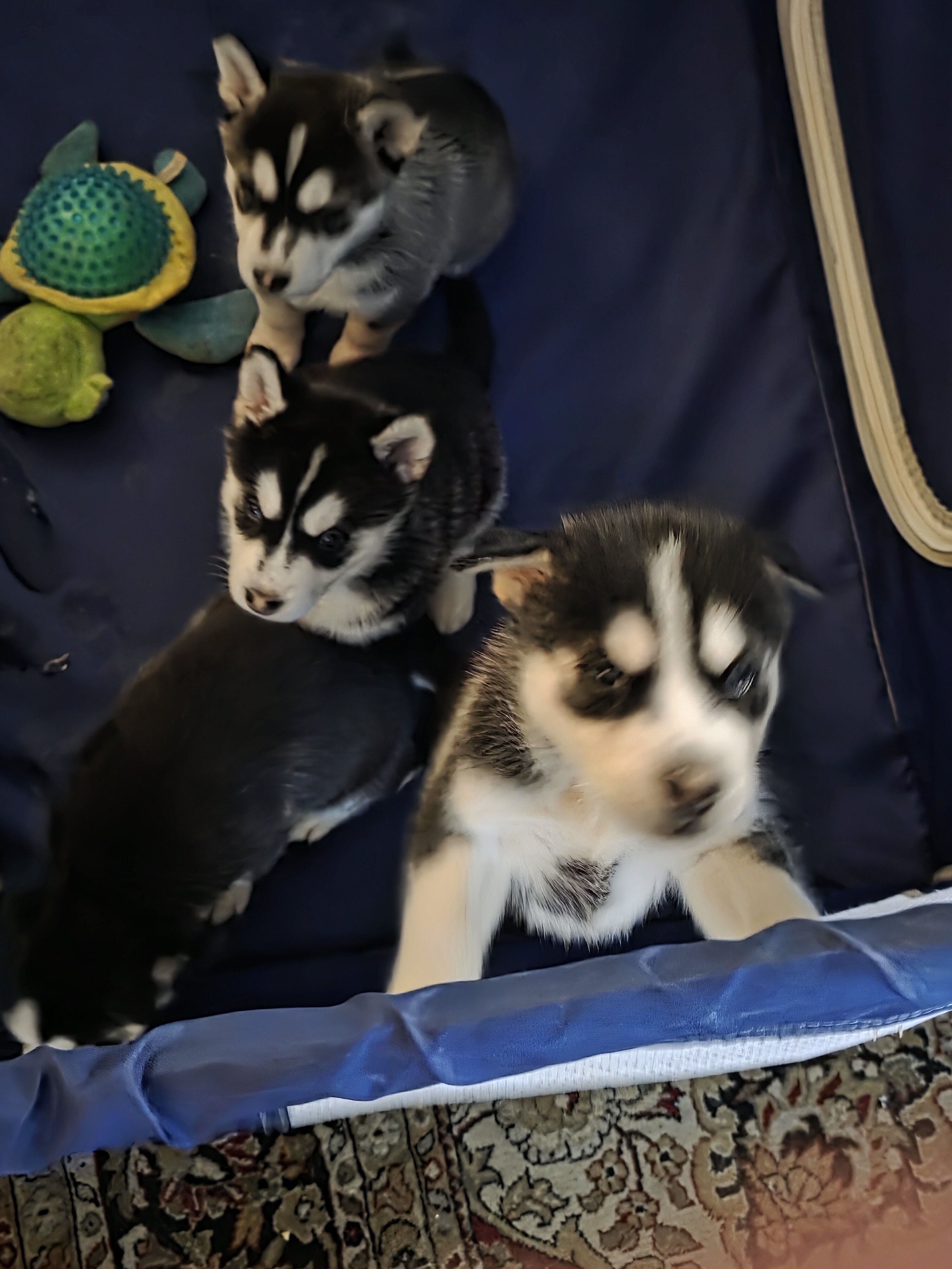 Husky puppies image 2
